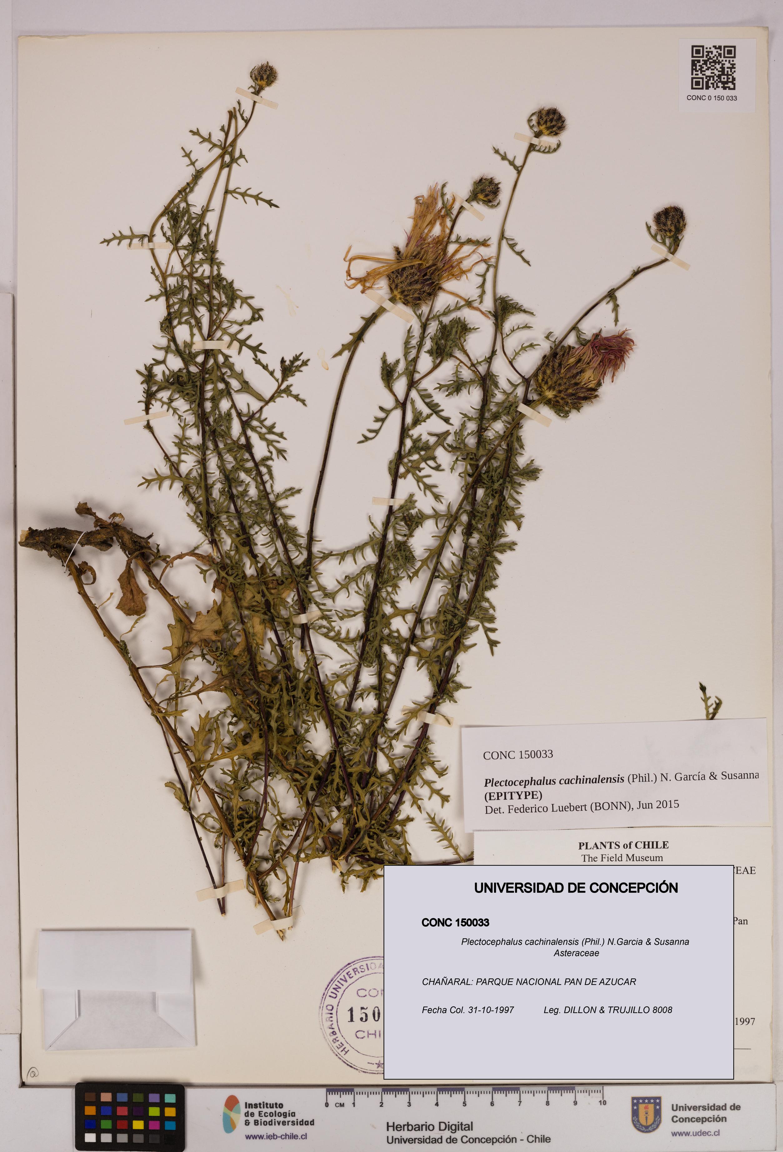 Plectocephalus cachinalensis [Espécimen: UDEC:CONC:0150033]