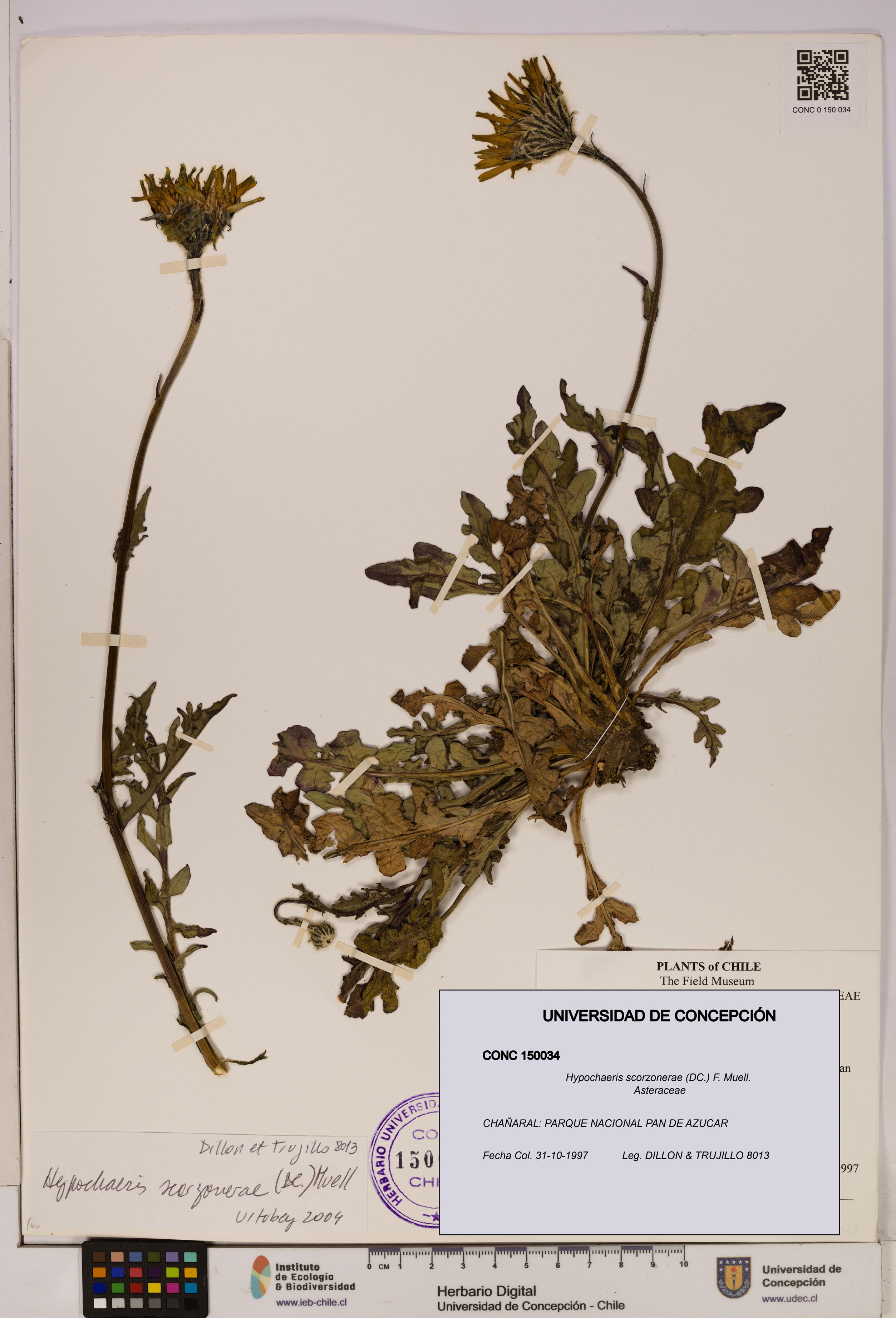 Hypochaeris scorzonerae [Espécimen: UDEC:CONC:0150034]