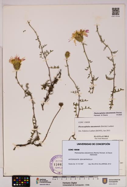 Plectocephalus atacamensis [Espécimen: UDEC:CONC:0150038]
