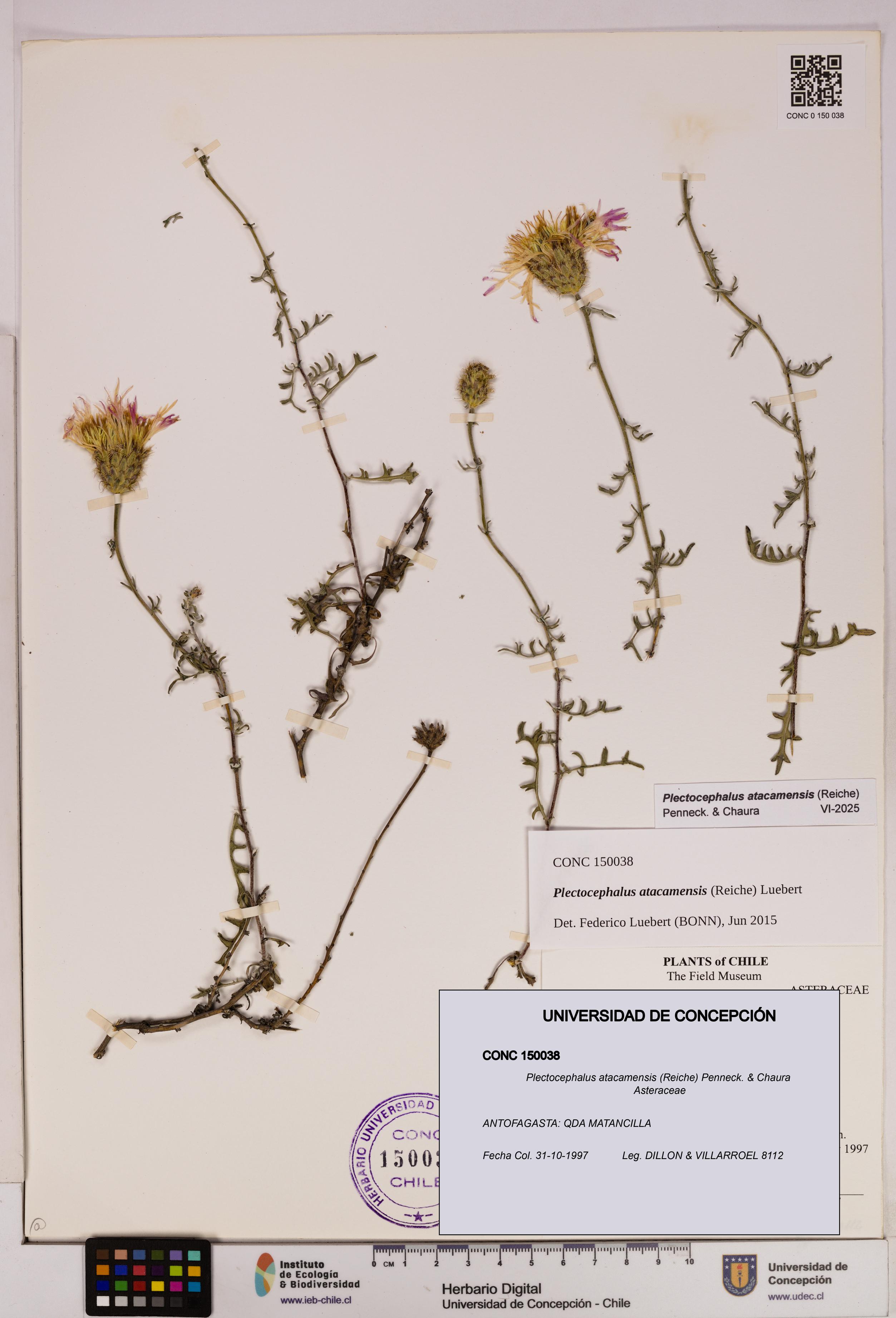 Plectocephalus atacamensis [Espécimen: UDEC:CONC:0150038]