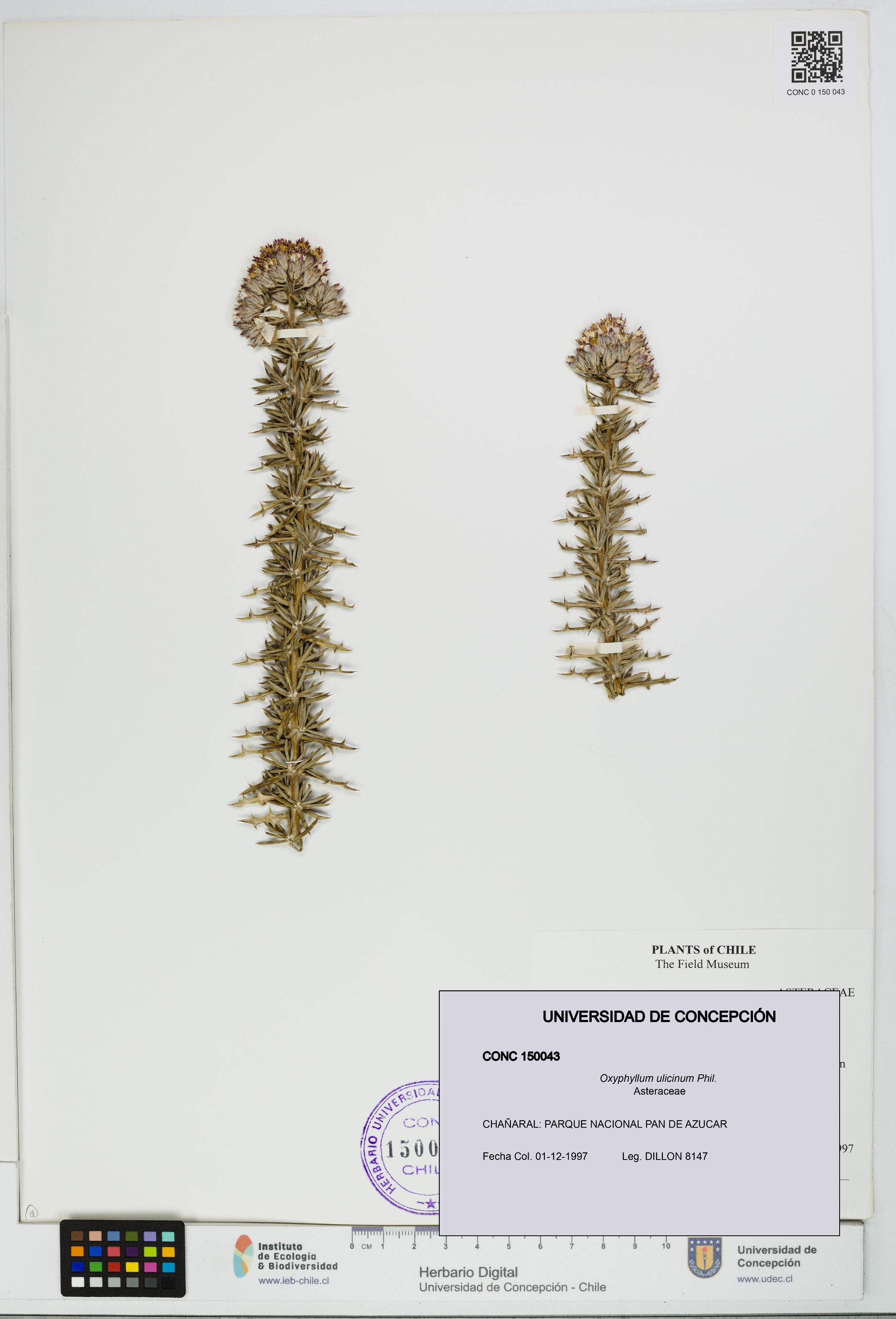 Oxyphyllum ulicinum [Espécimen: ]