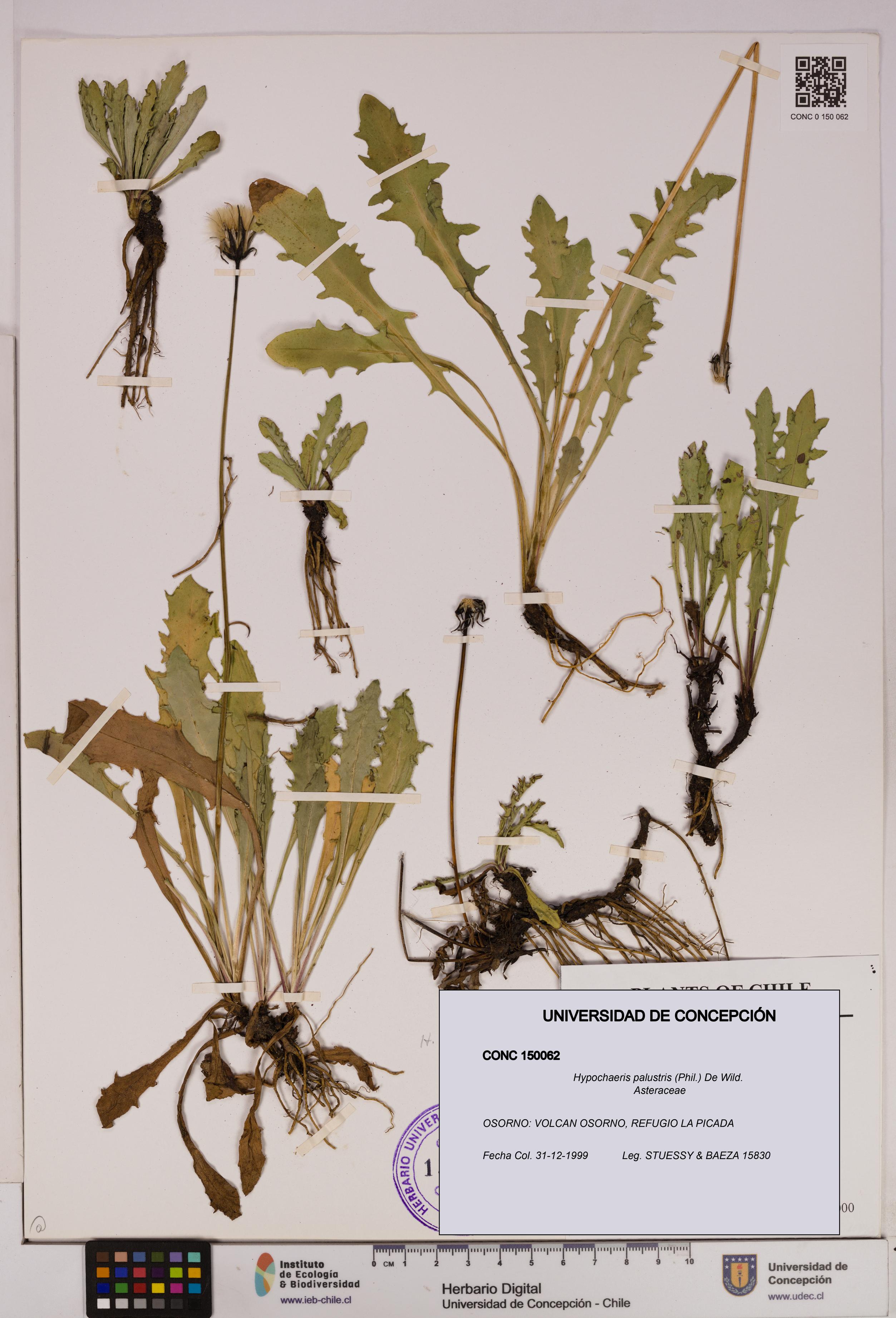 Hypochaeris palustris [Espécimen: UDEC:CONC:0150062]
