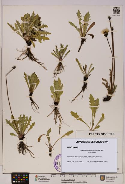 Hypochaeris palustris [Espécimen: UDEC:CONC:0150065]