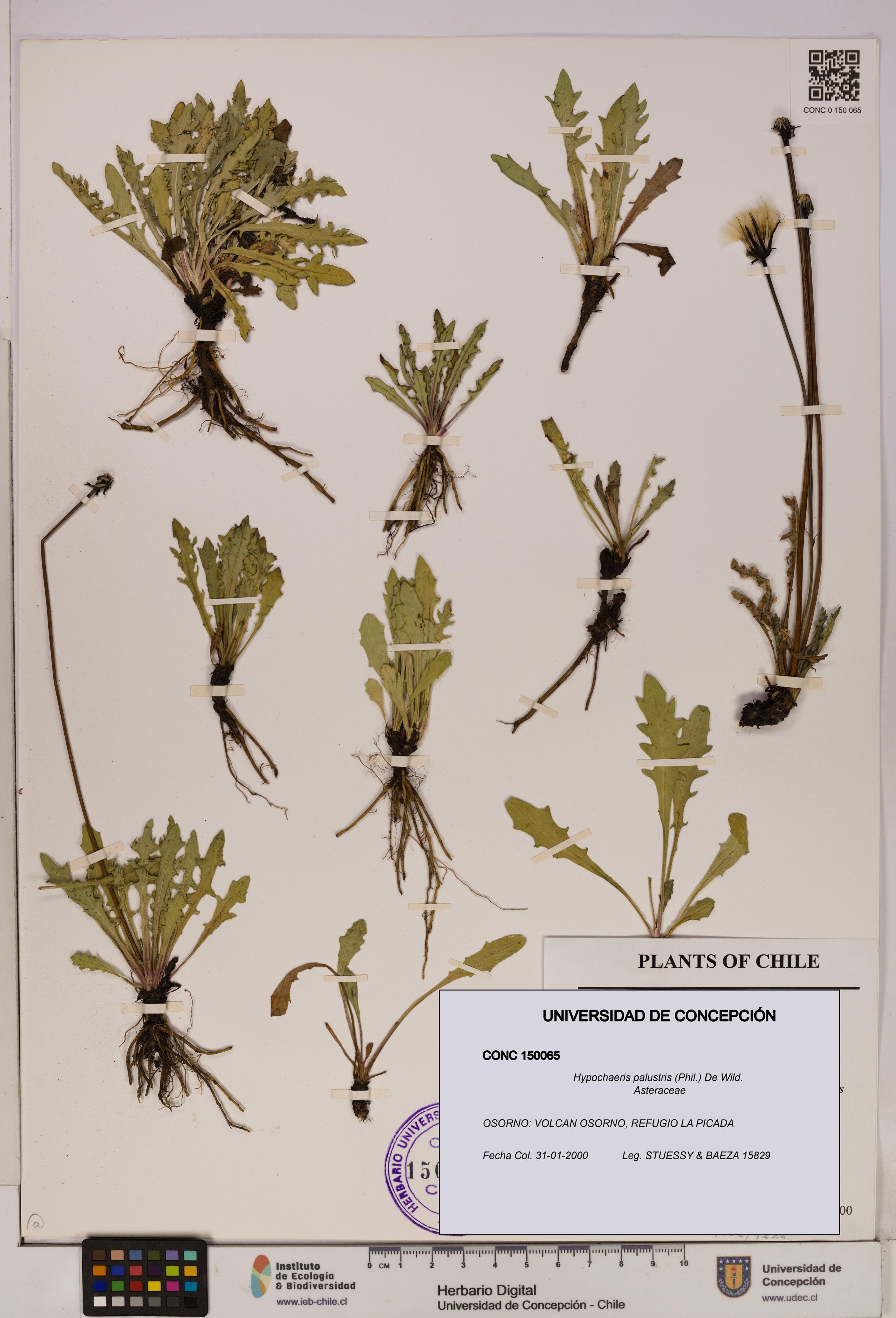 Hypochaeris palustris [Espécimen: UDEC:CONC:0150065]