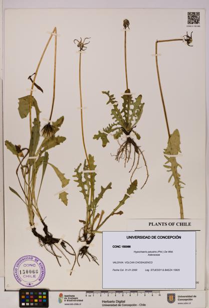 Hypochaeris palustris [Espécimen: UDEC:CONC:0150066]