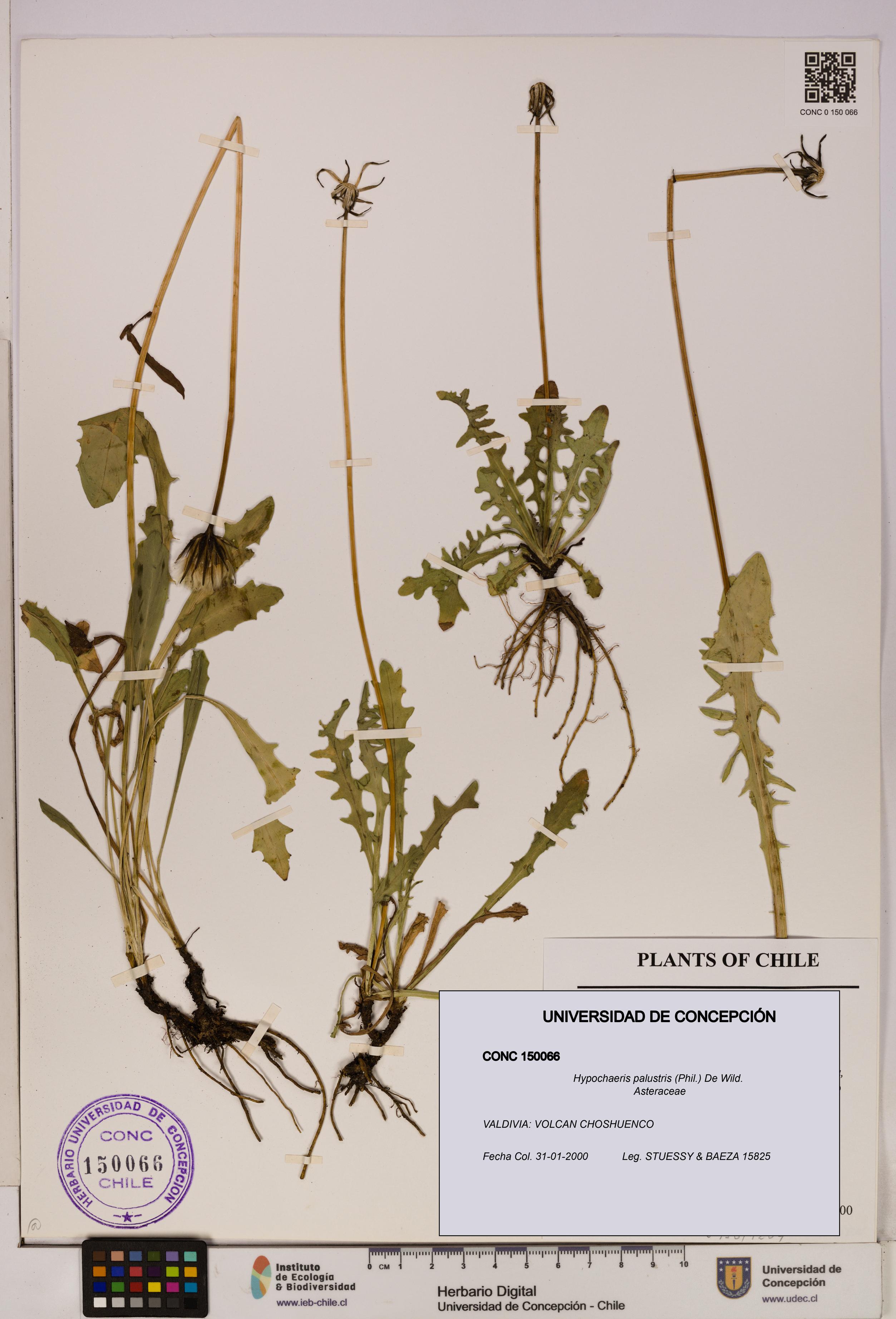 Hypochaeris palustris [Espécimen: UDEC:CONC:0150066]
