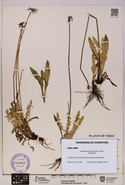 Hypochaeris palustris [Espécimen: UDEC:CONC:0150067]