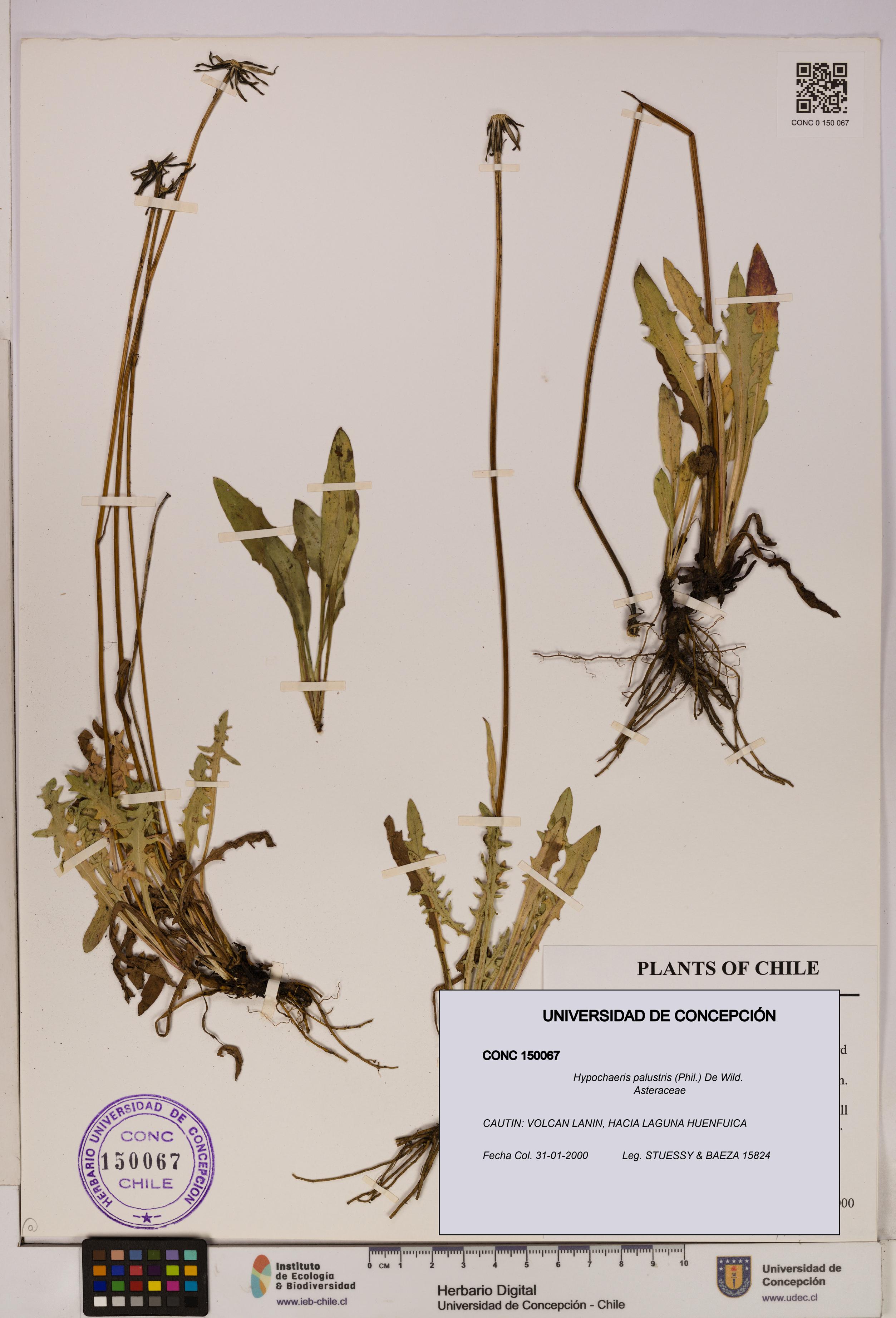 Hypochaeris palustris [Espécimen: UDEC:CONC:0150067]