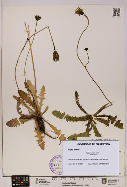 Hypochaeris radicata [Espécimen: UDEC:CONC:0150070]