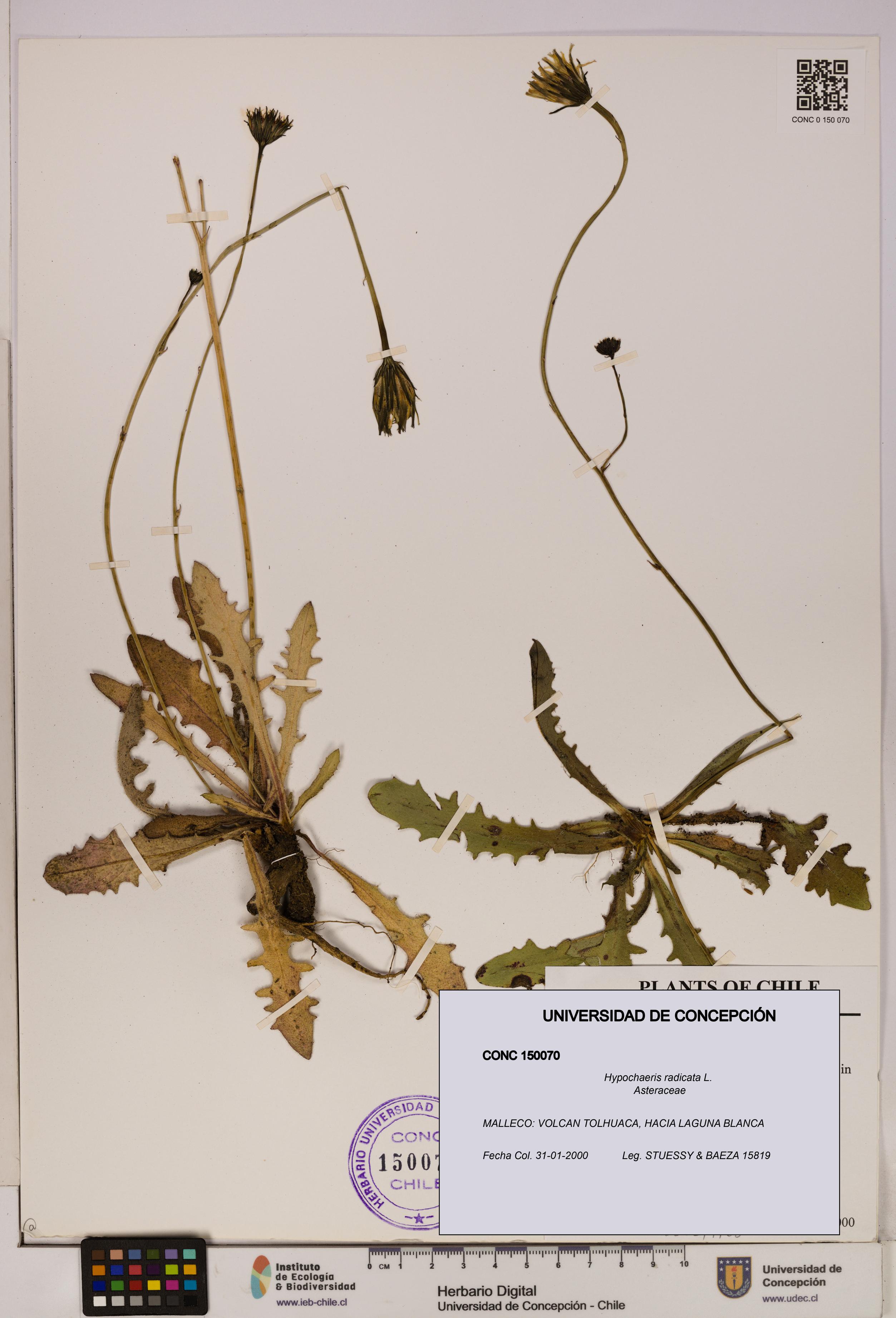 Hypochaeris radicata [Espécimen: UDEC:CONC:0150070]