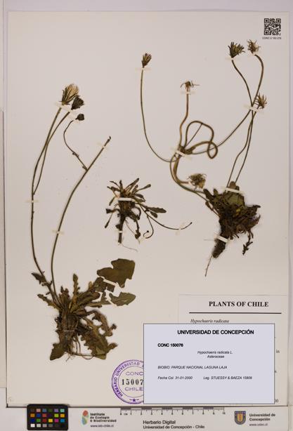 Hypochaeris radicata [Espécimen: UDEC:CONC:0150076]