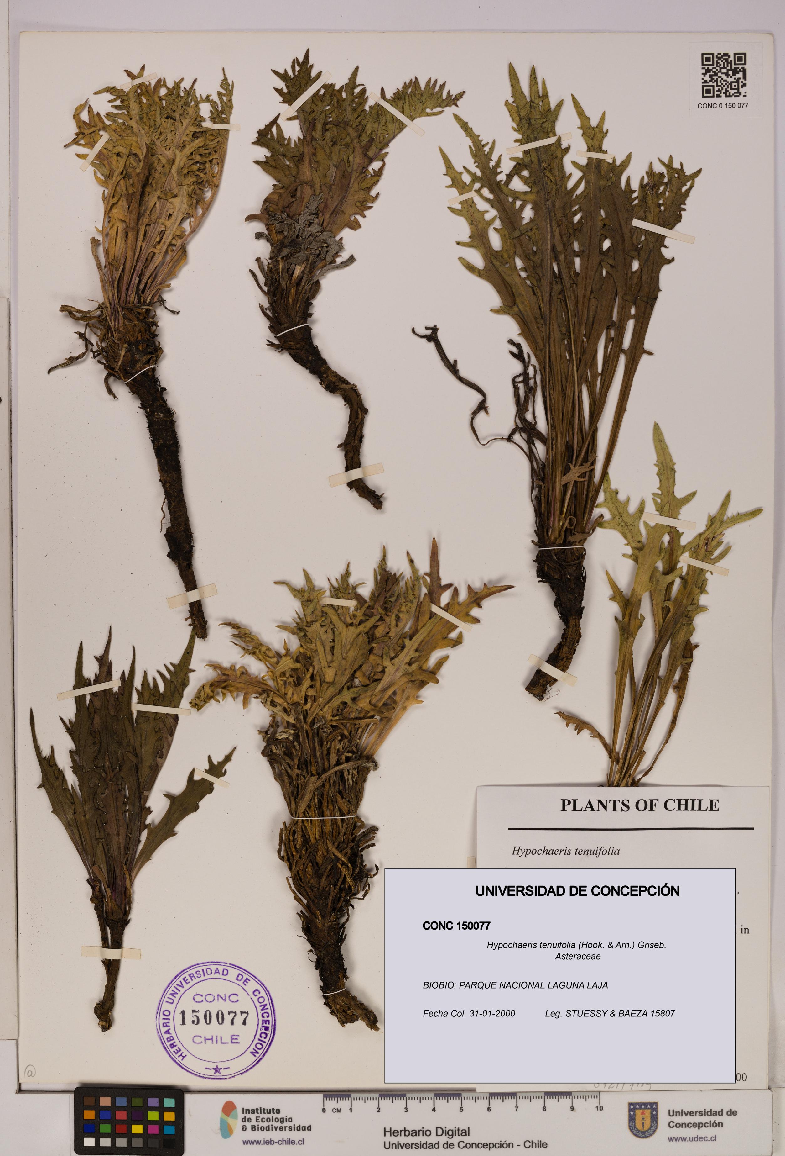 Hypochaeris tenuifolia [Espécimen: UDEC:CONC:0150077]