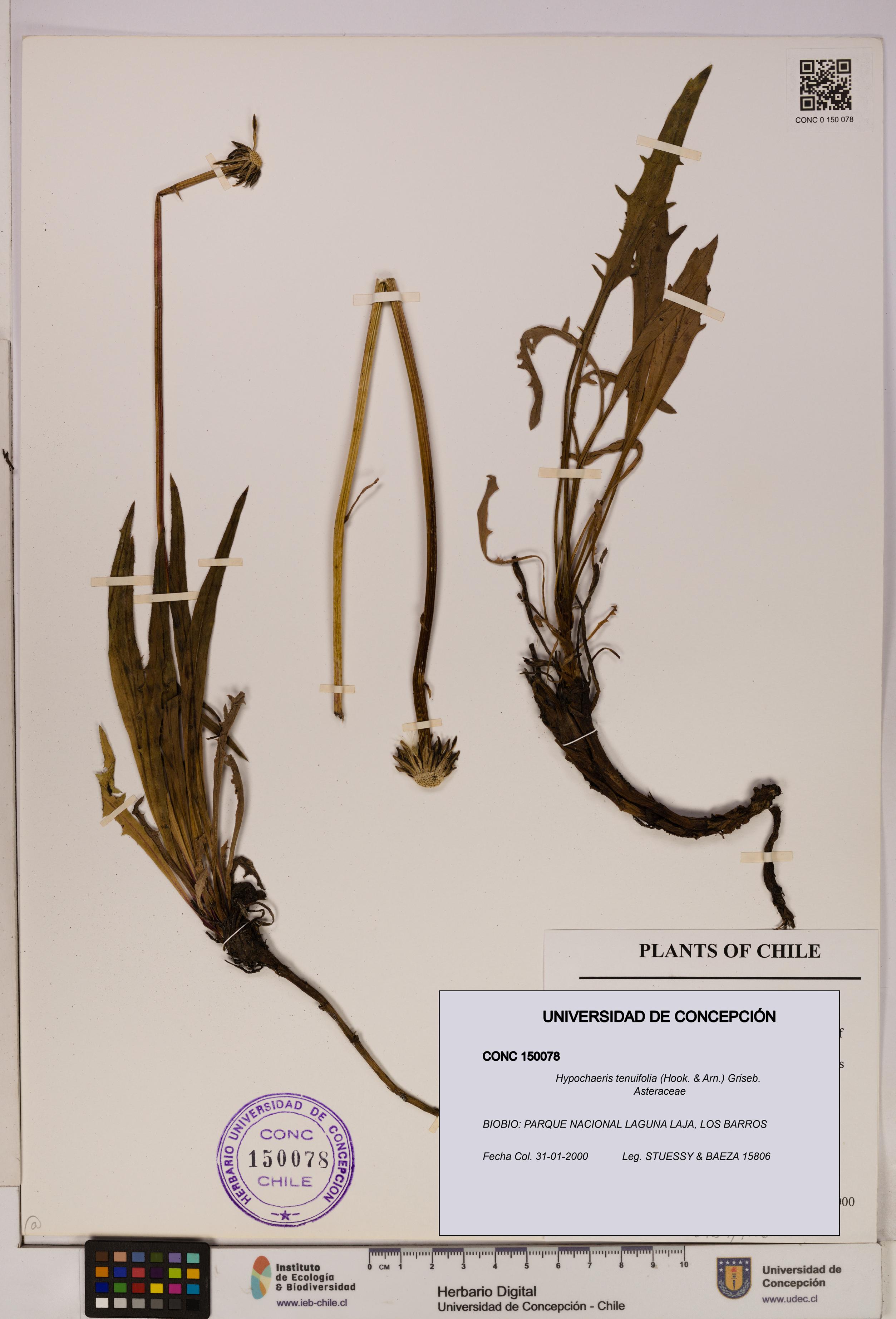 Hypochaeris tenuifolia [Espécimen: UDEC:CONC:0150078]