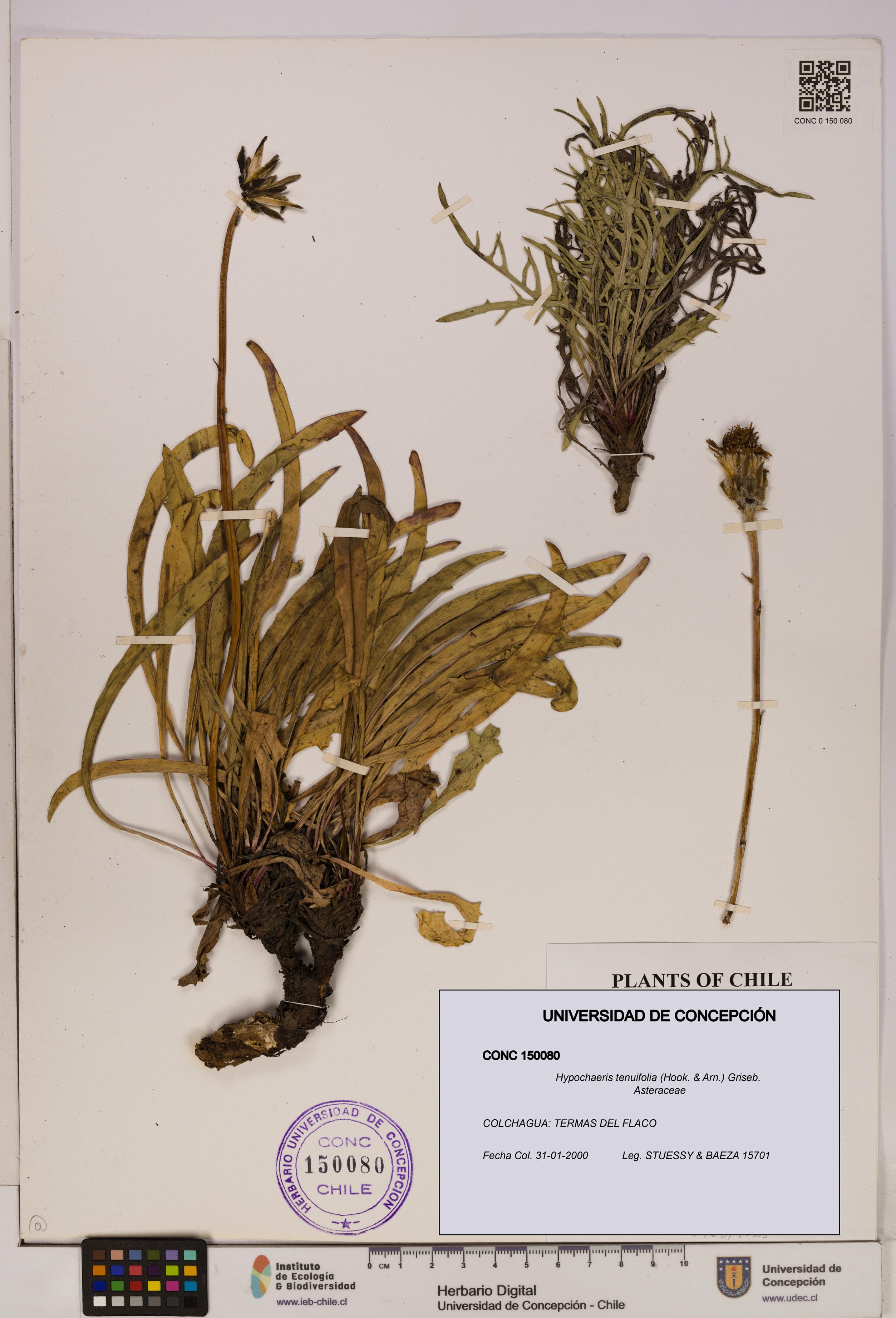 Hypochaeris tenuifolia [Espécimen: UDEC:CONC:0150080]