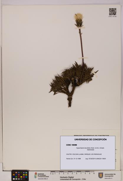 Hypochaeris tenuifolia [Espécimen: UDEC:CONC:0150086]