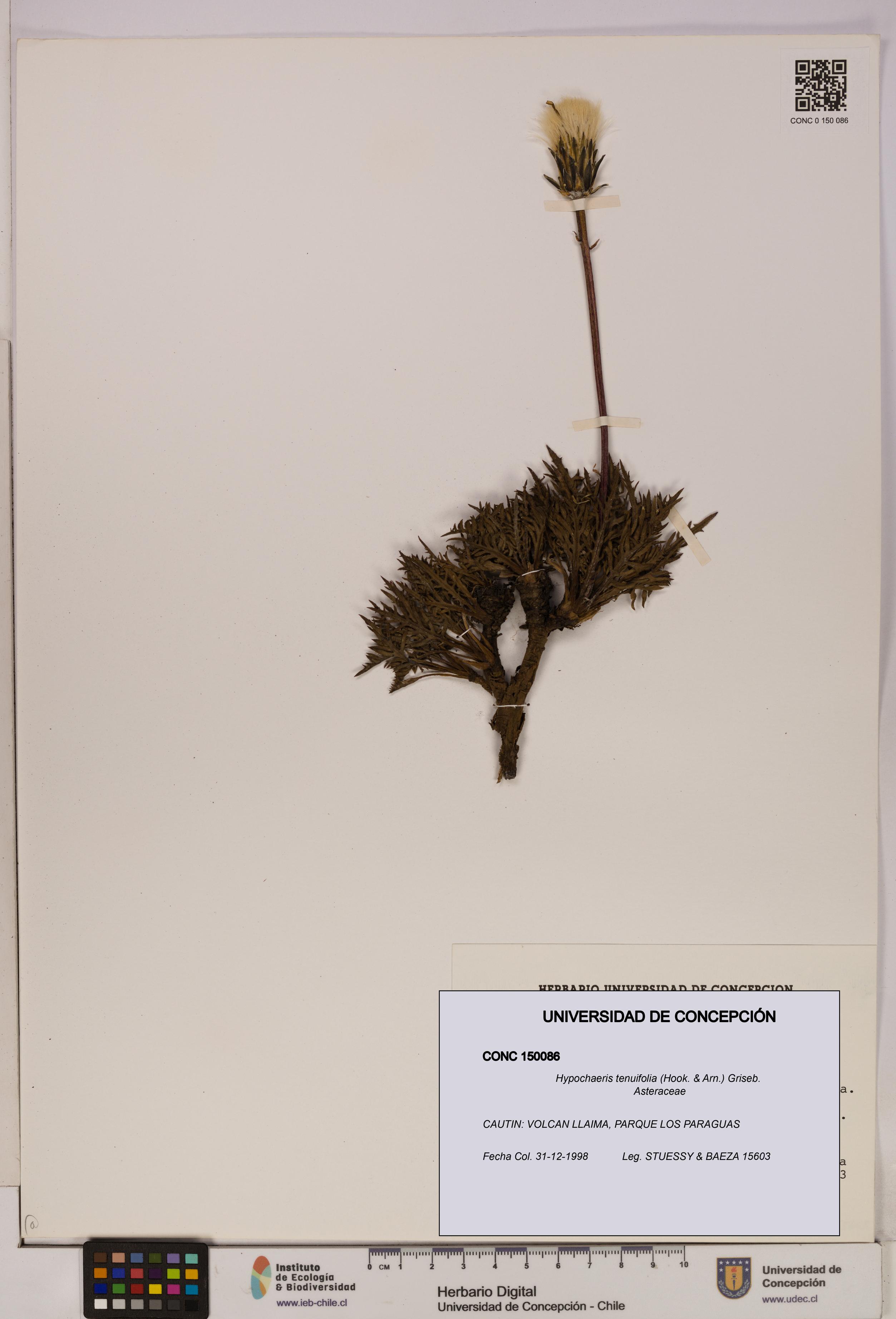 Hypochaeris tenuifolia [Espécimen: UDEC:CONC:0150086]