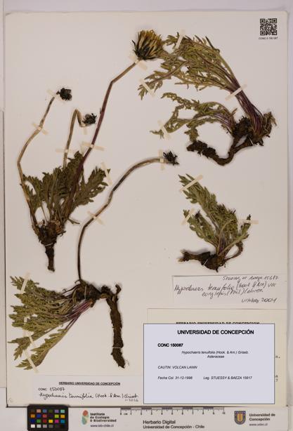 Hypochaeris tenuifolia [Espécimen: UDEC:CONC:0150087]