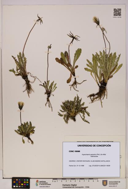 Hypochaeris palustris [Espécimen: UDEC:CONC:0150095]