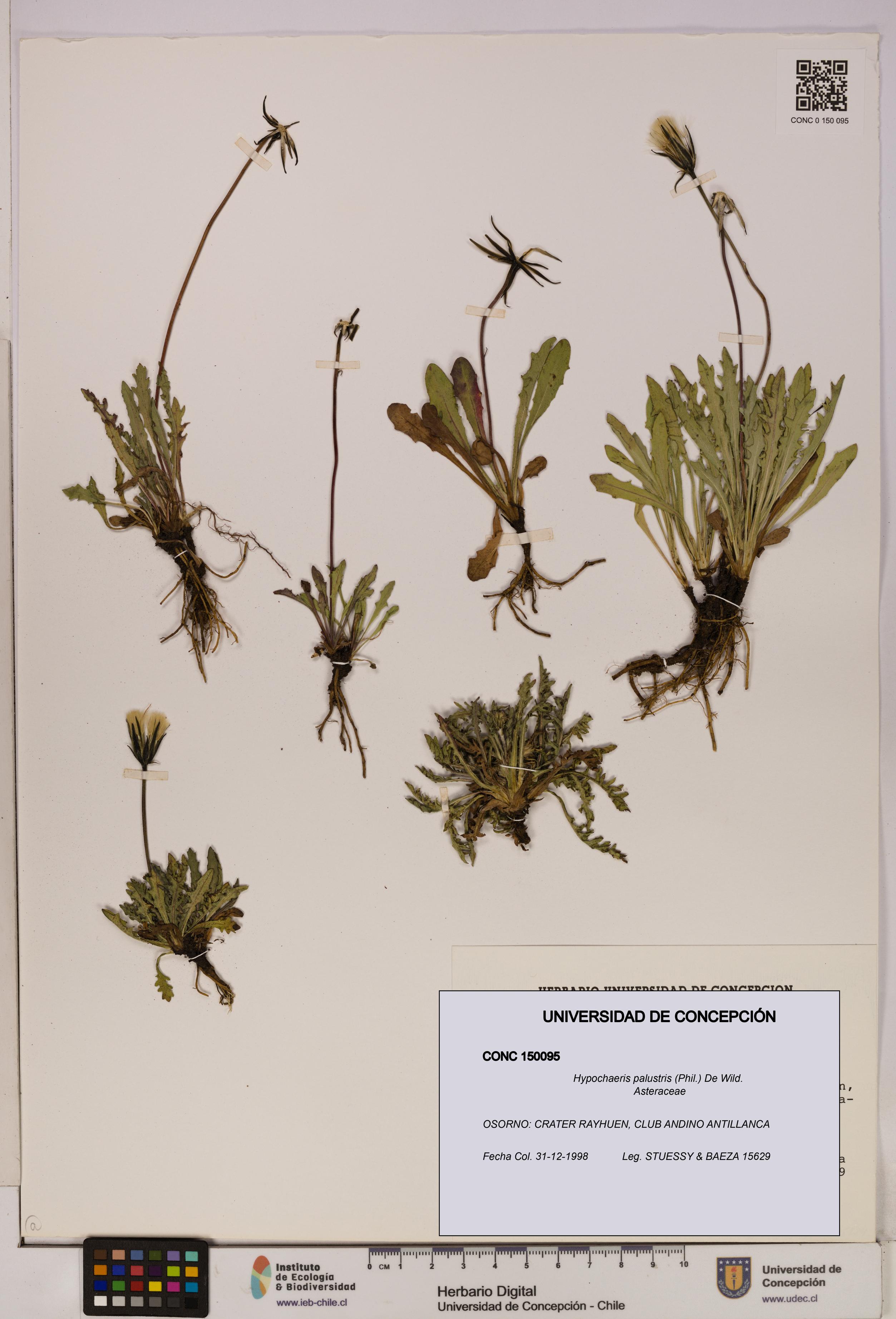 Hypochaeris palustris [Espécimen: UDEC:CONC:0150095]