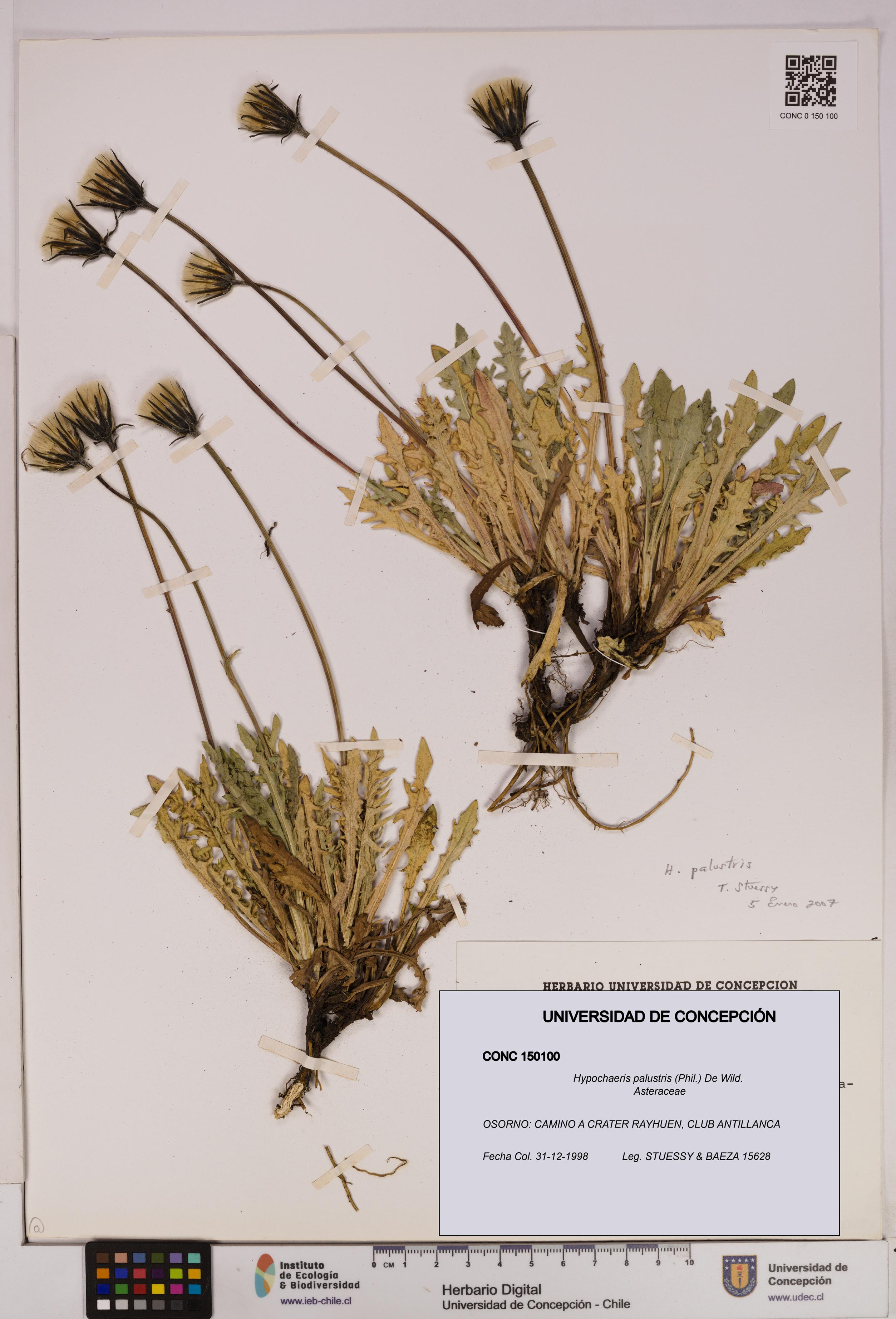 Hypochaeris palustris [Espécimen: UDEC:CONC:0150100]