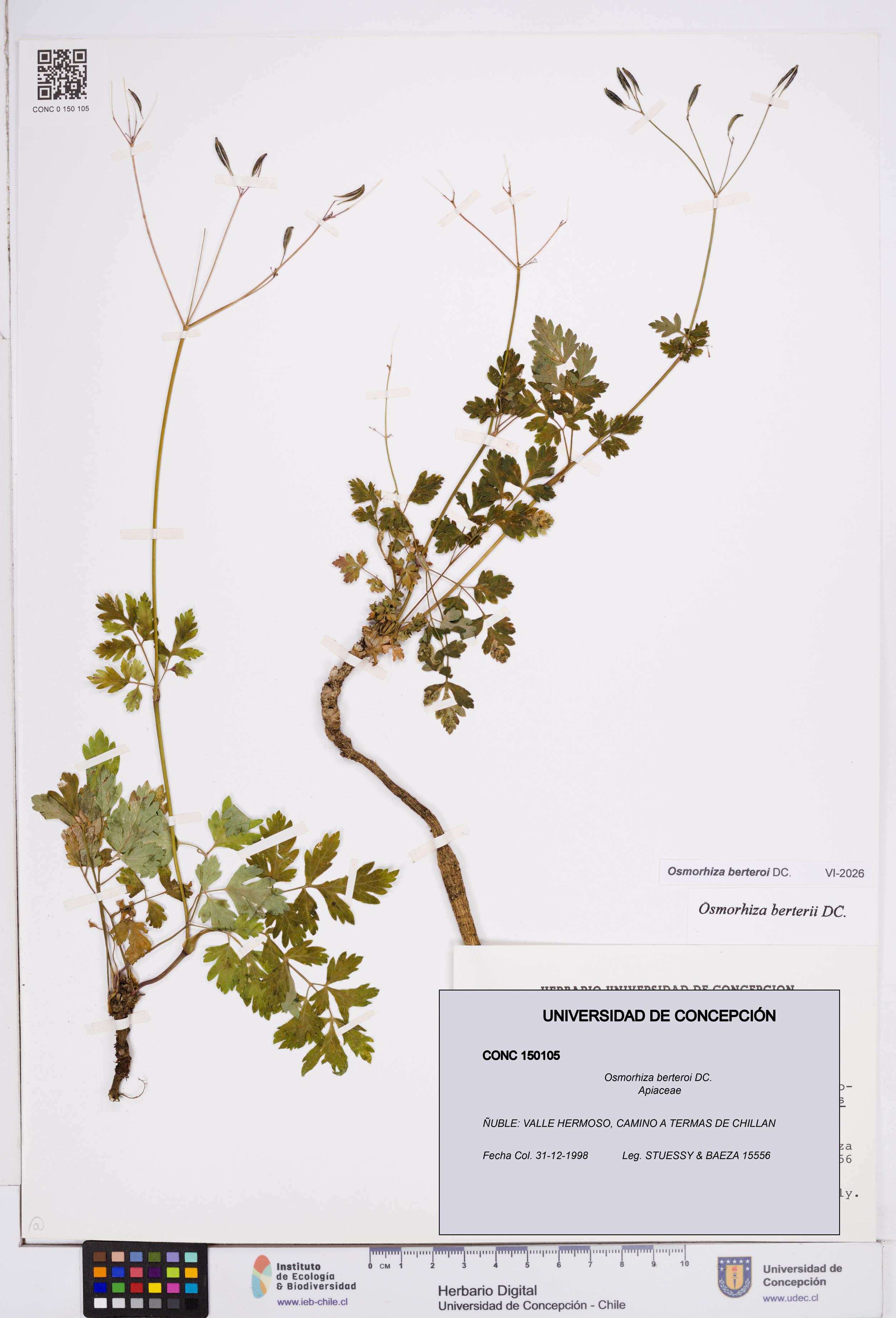 Osmorhiza berteroi [Espécimen: ]