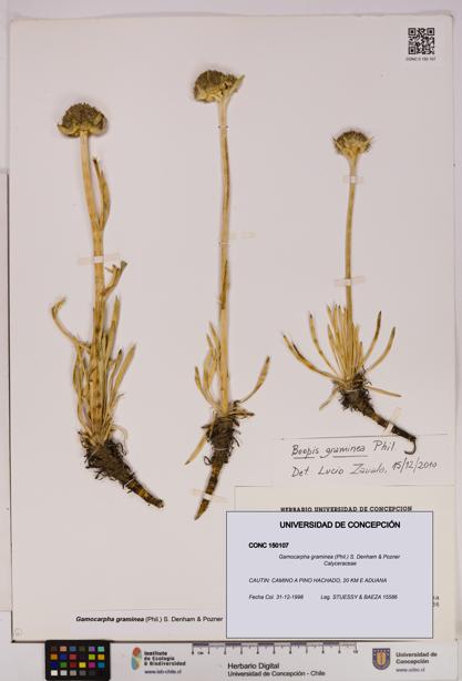Gamocarpha graminea [Espécimen: UDEC:CONC:0150107]