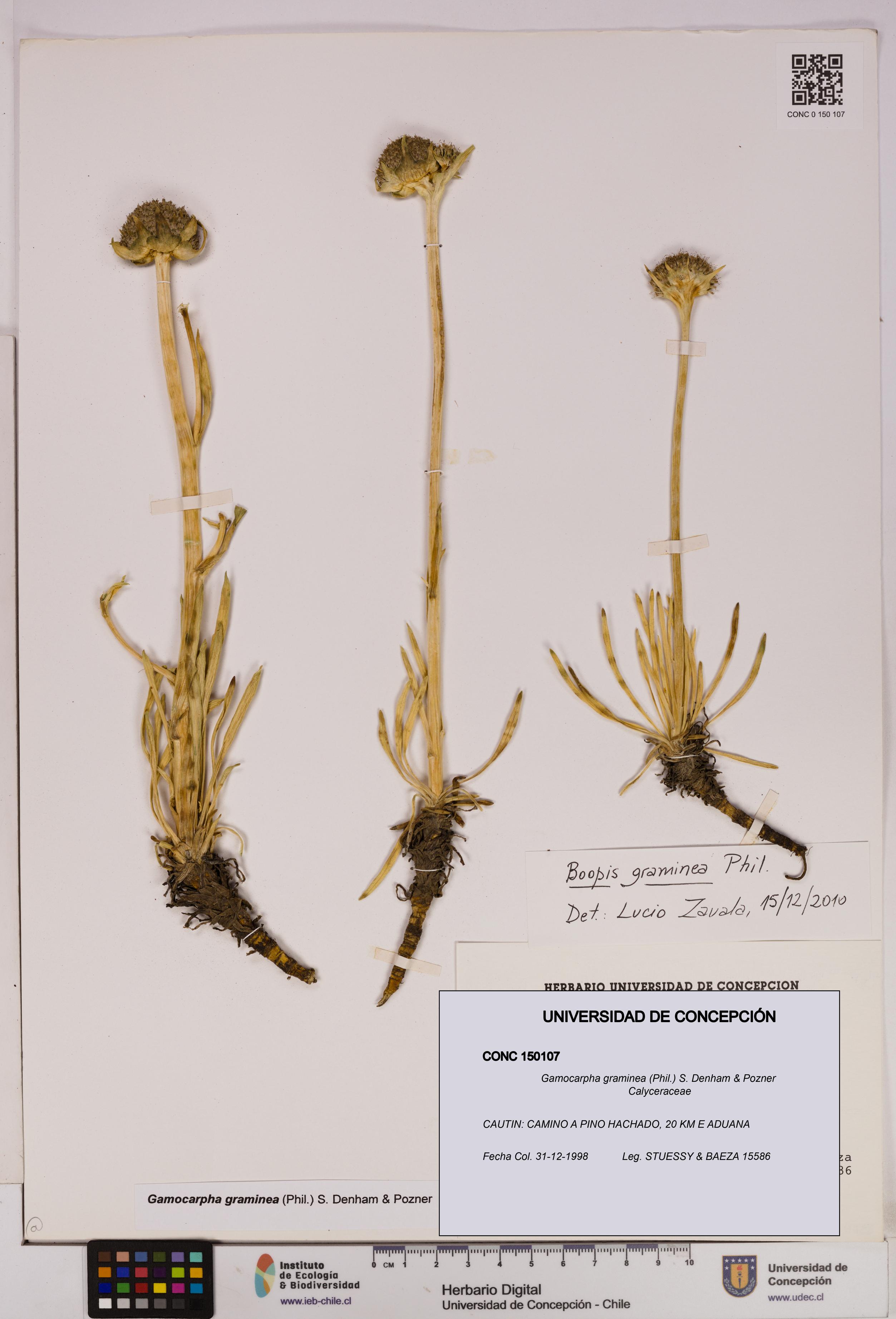 Gamocarpha graminea [Espécimen: UDEC:CONC:0150107]