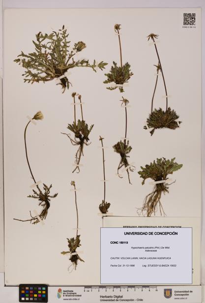 Hypochaeris palustris [Espécimen: UDEC:CONC:0150113]