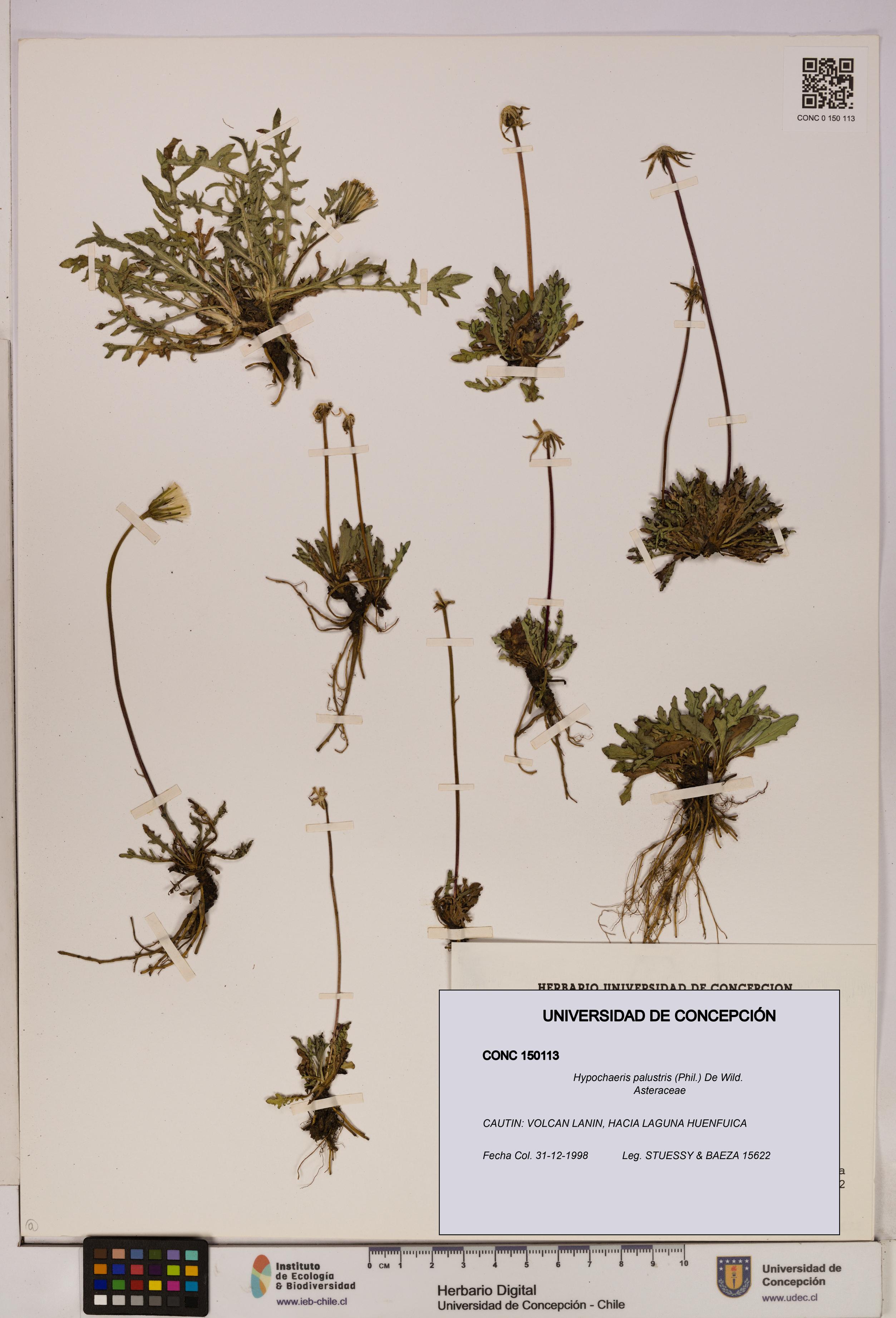 Hypochaeris palustris [Espécimen: UDEC:CONC:0150113]