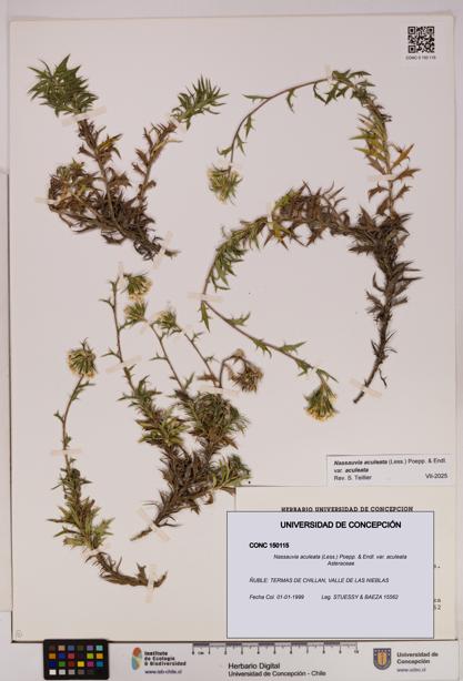 Nassauvia aculeata var. aculeata [Espécimen: UDEC:CONC:0150115]