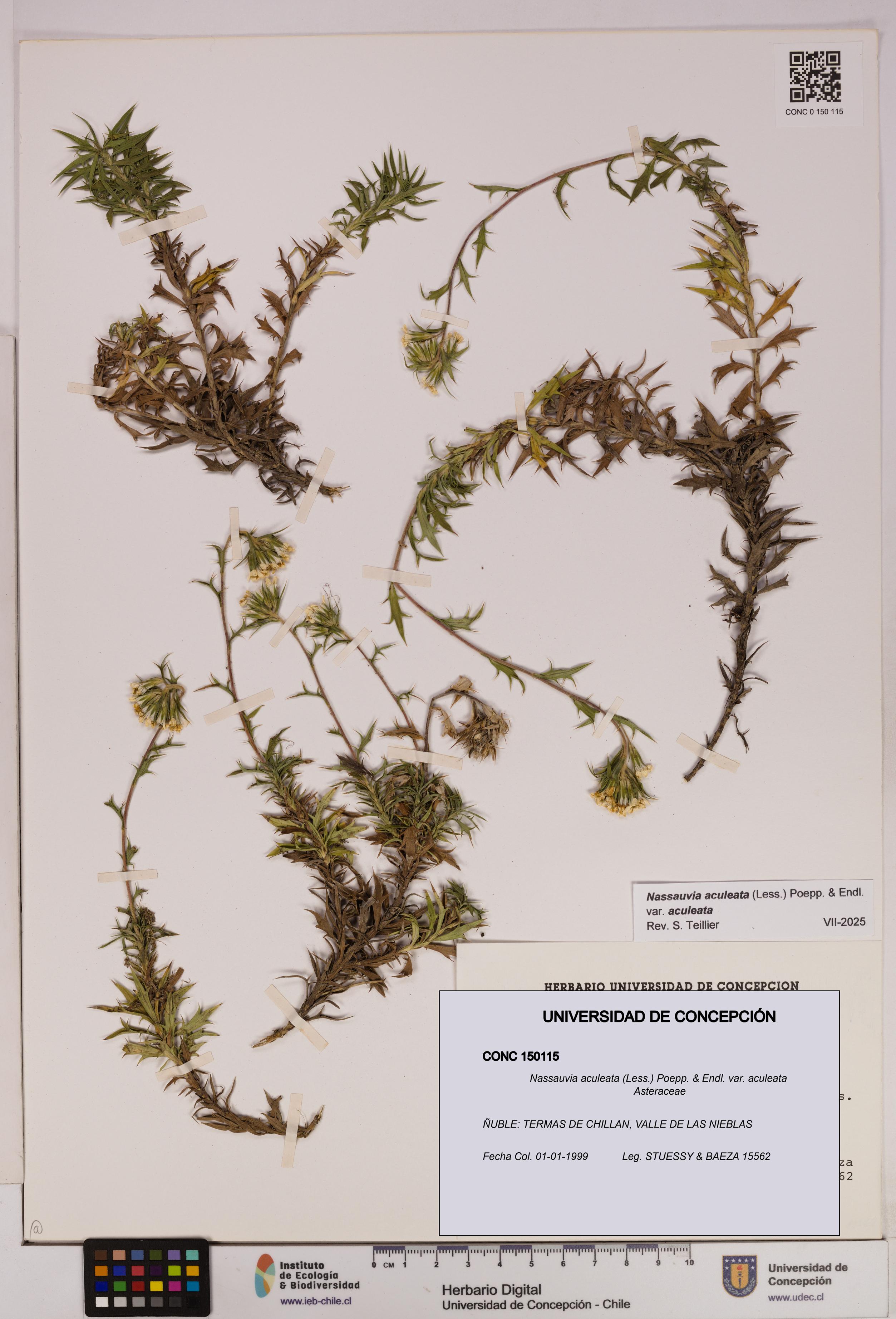 Nassauvia aculeata var. aculeata [Espécimen: UDEC:CONC:0150115]