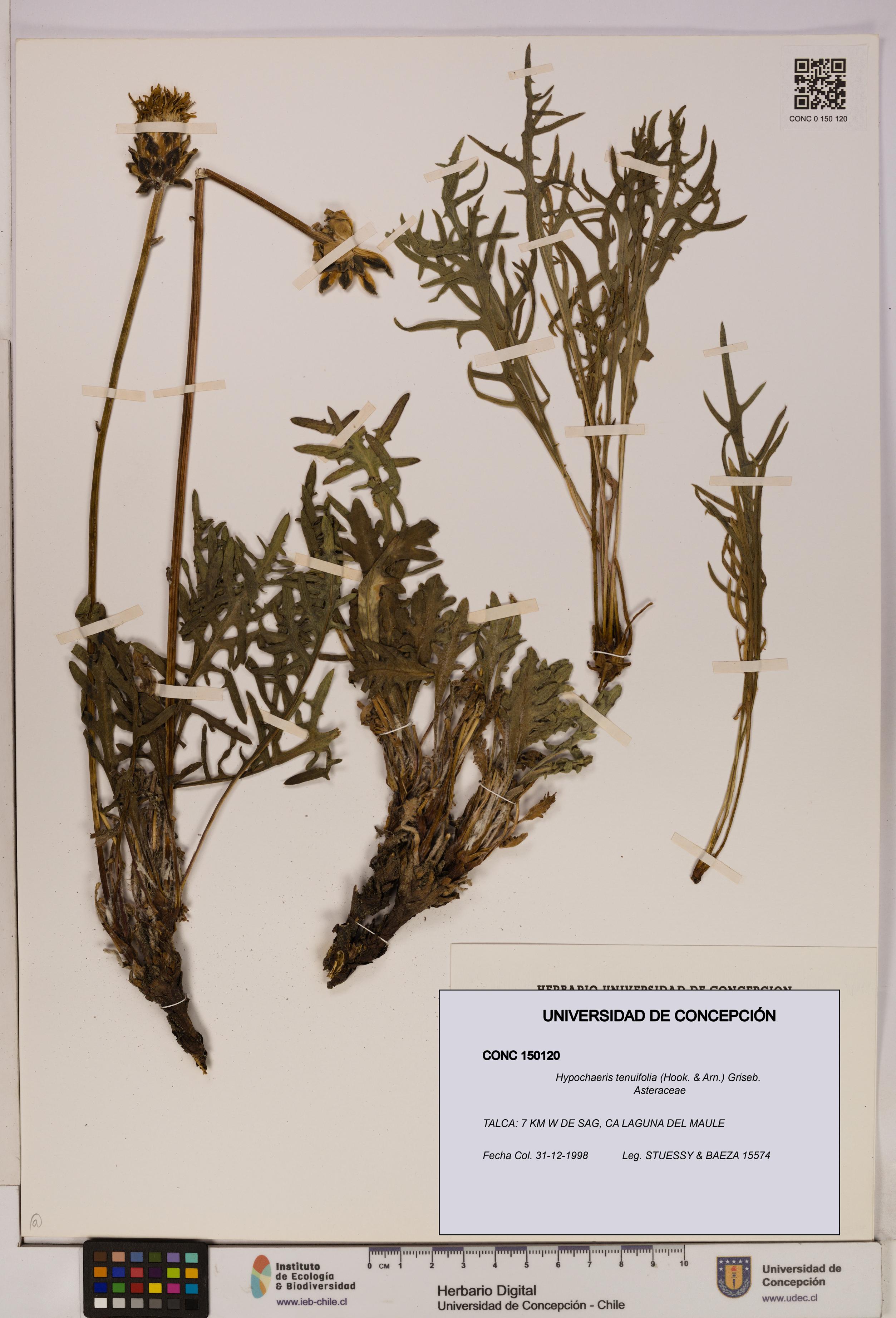 Hypochaeris tenuifolia [Espécimen: UDEC:CONC:0150120]