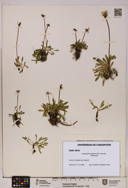 Hypochaeris palustris [Espécimen: UDEC:CONC:0150121]