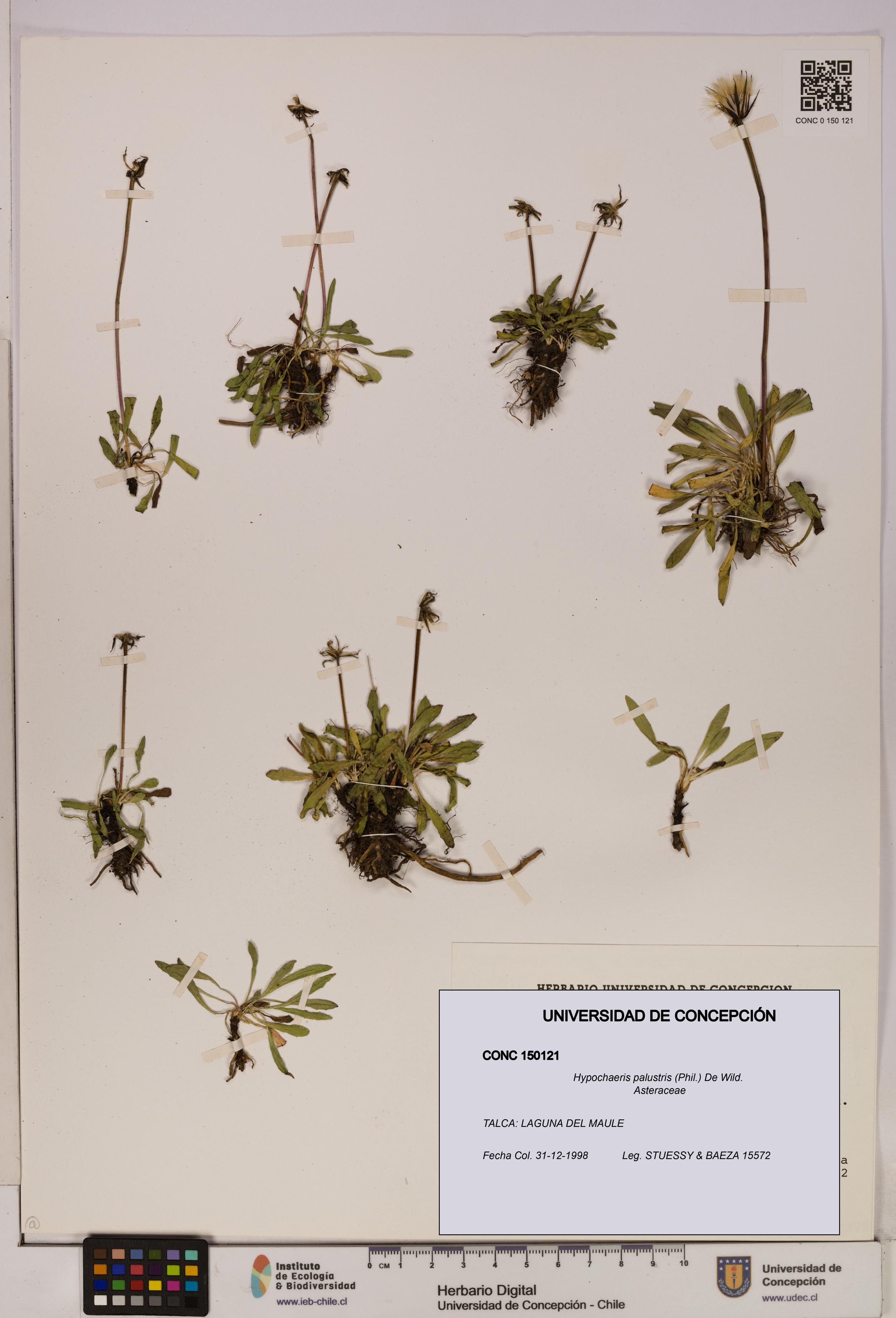 Hypochaeris palustris [Espécimen: UDEC:CONC:0150121]