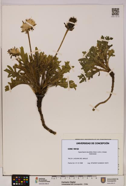 Hypochaeris tenuifolia [Espécimen: UDEC:CONC:0150122]