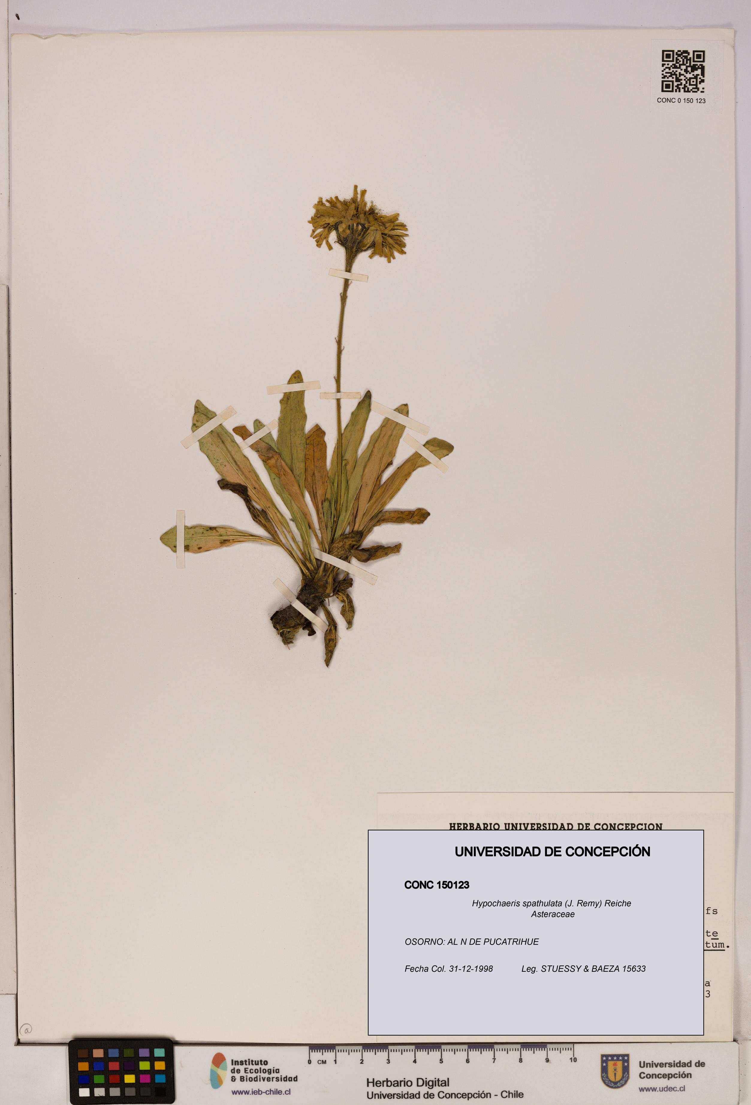 Hypochaeris spathulata [Espécimen: UDEC:CONC:0150123]