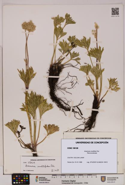Anemone multifida [Espécimen: UDEC:CONC:0150129]
