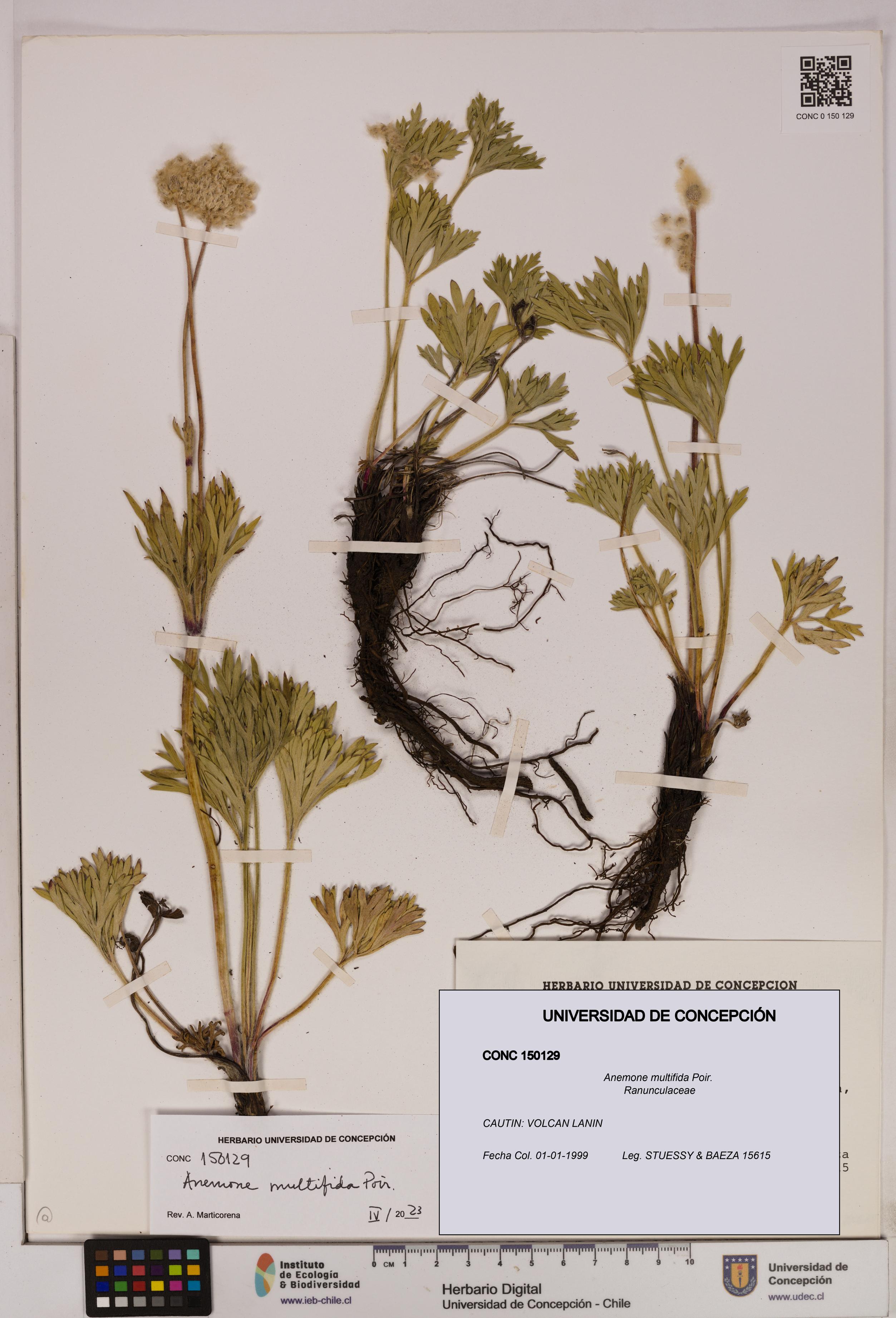 Anemone multifida [Espécimen: UDEC:CONC:0150129]