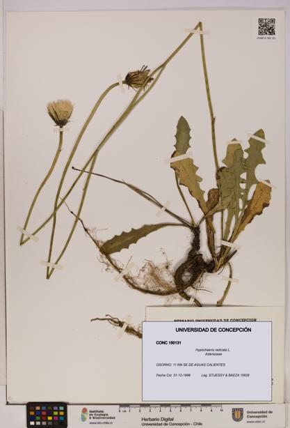 Hypochaeris radicata [Espécimen: UDEC:CONC:0150131]