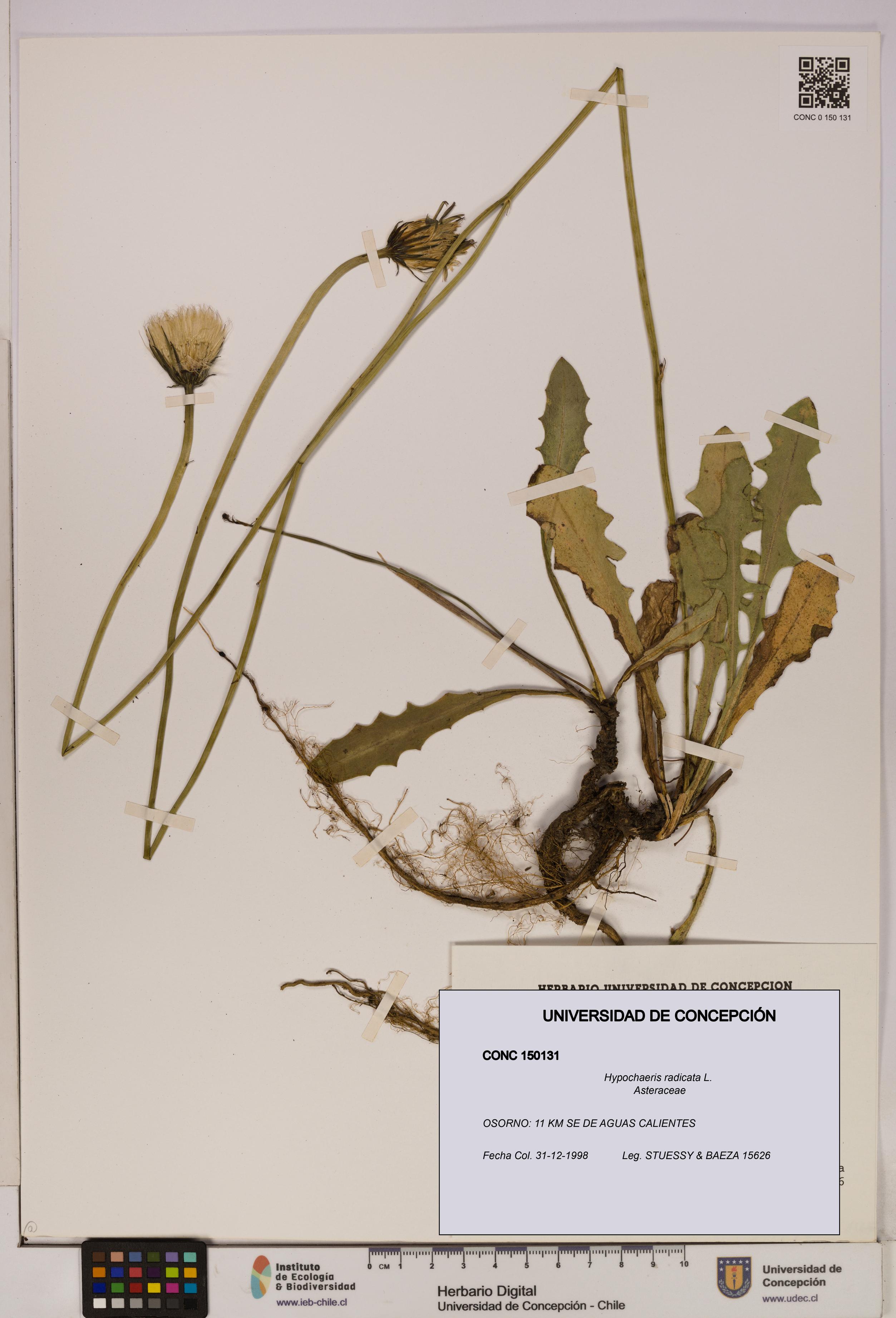 Hypochaeris radicata [Espécimen: UDEC:CONC:0150131]