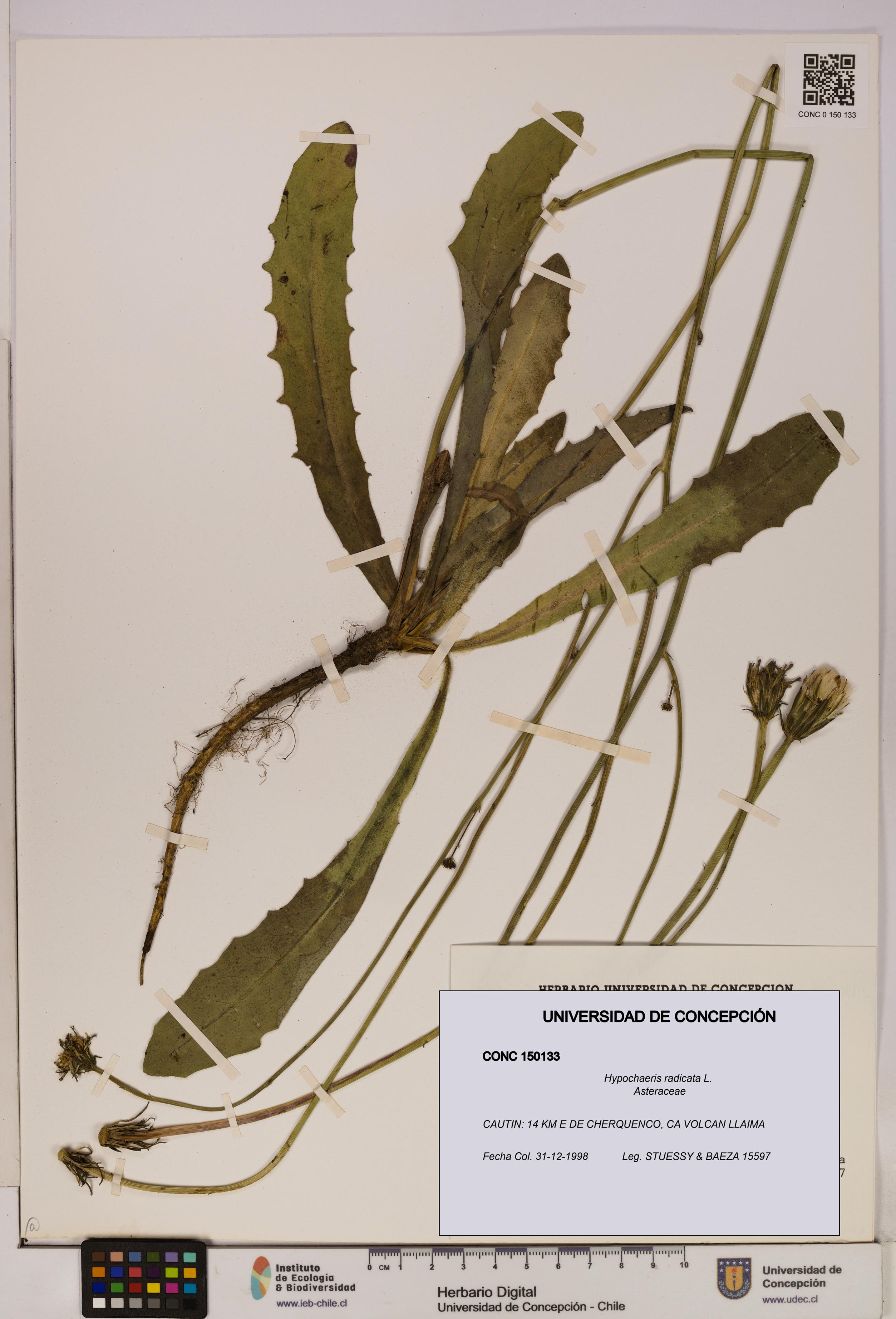Hypochaeris radicata [Espécimen: UDEC:CONC:0150133]