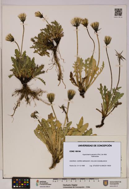 Hypochaeris palustris [Espécimen: UDEC:CONC:0150134]