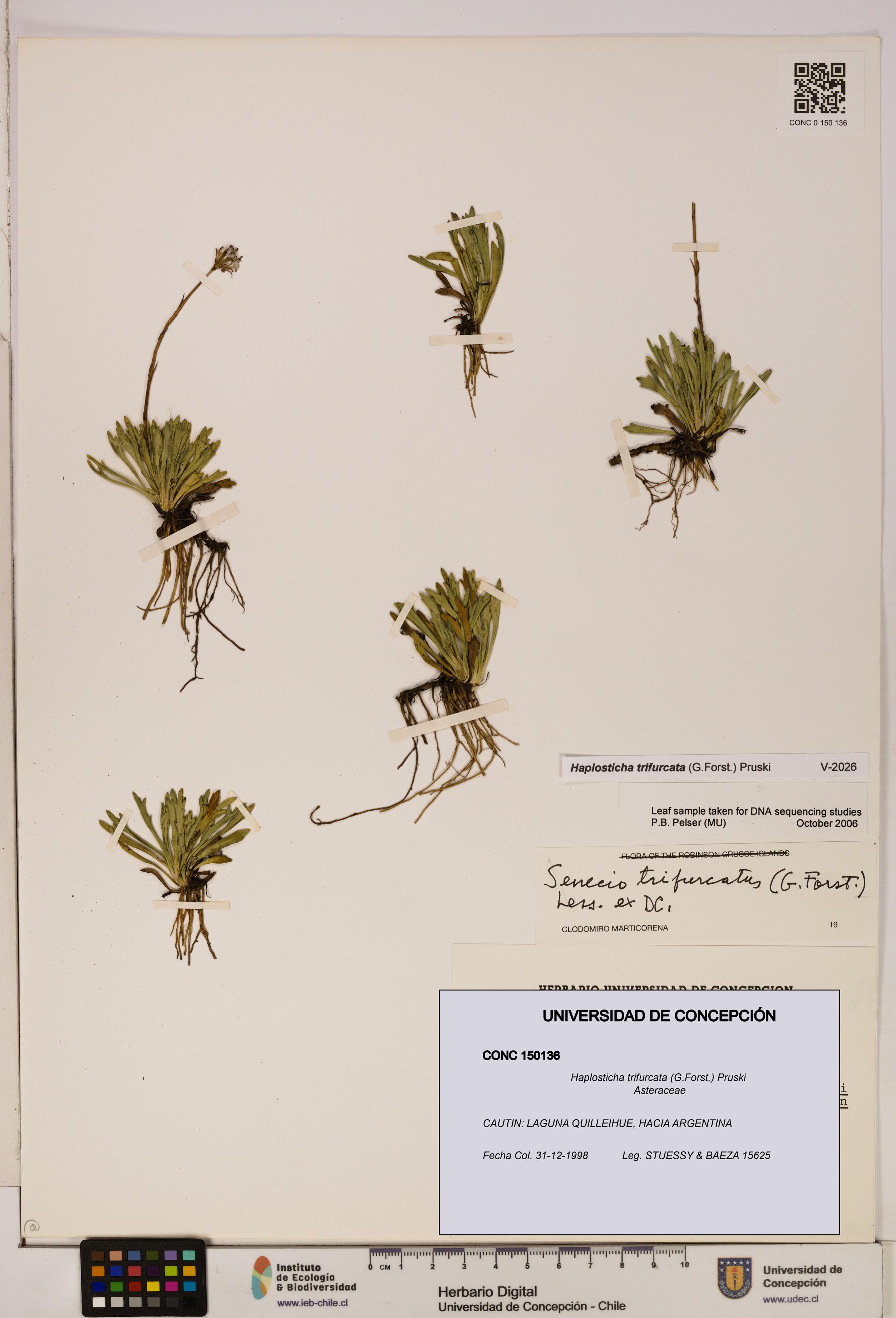 Haplosticha trifurcata [Espécimen: UDEC:CONC:0150136]