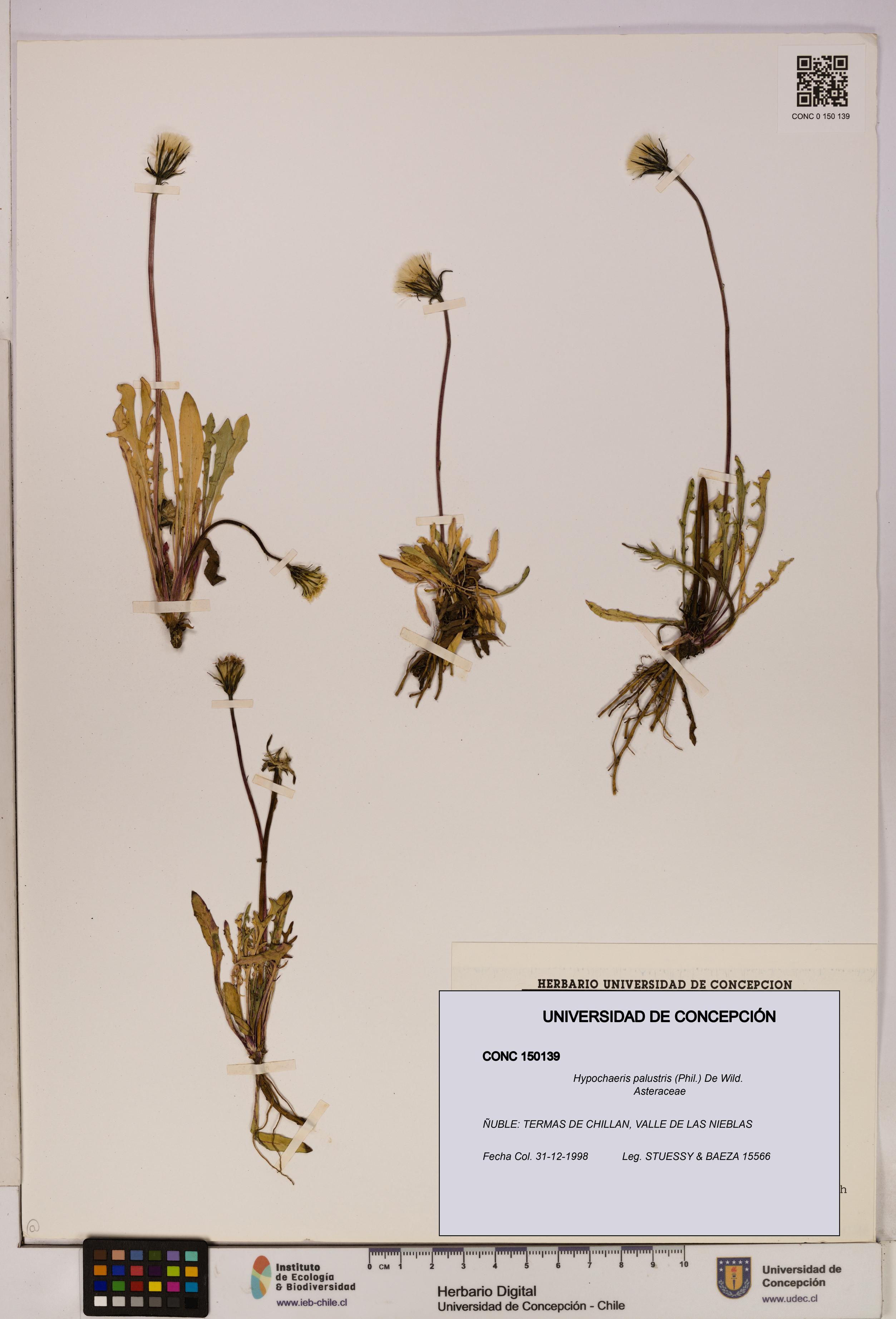 Hypochaeris palustris [Espécimen: UDEC:CONC:0150139]