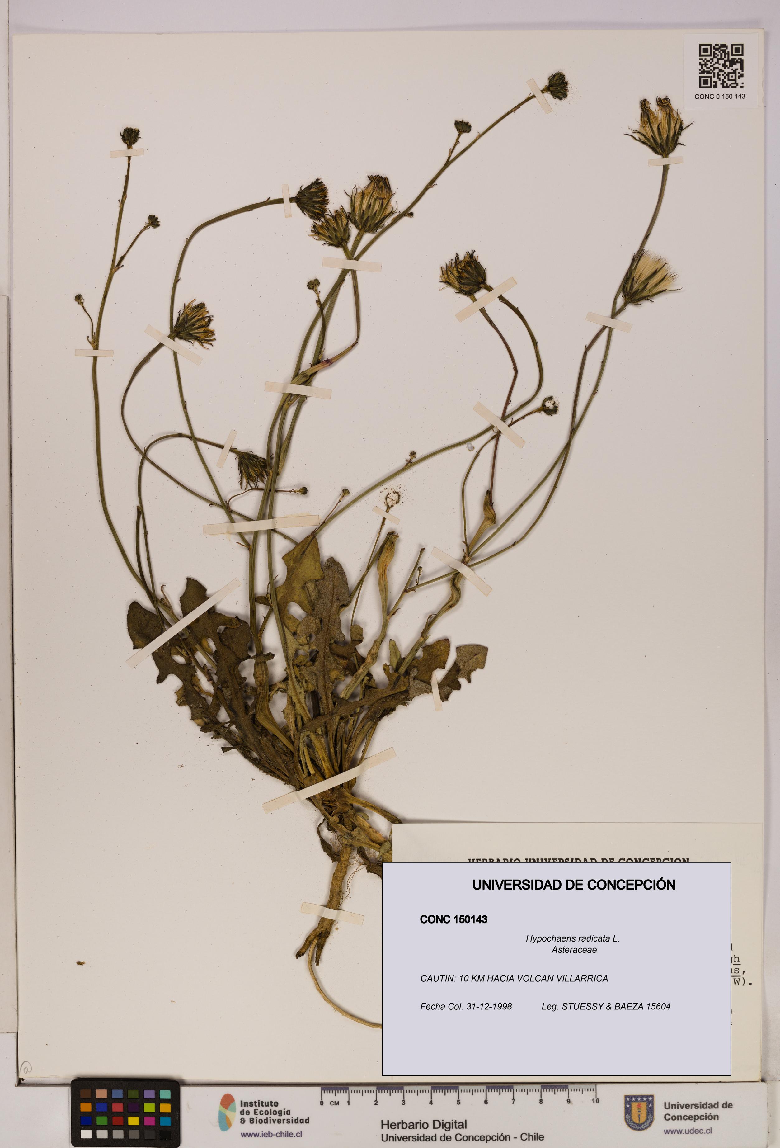 Hypochaeris radicata [Espécimen: UDEC:CONC:0150143]