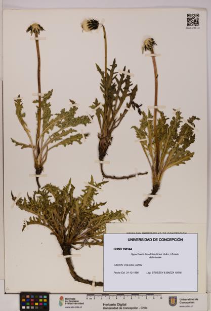 Hypochaeris tenuifolia [Espécimen: UDEC:CONC:0150144]