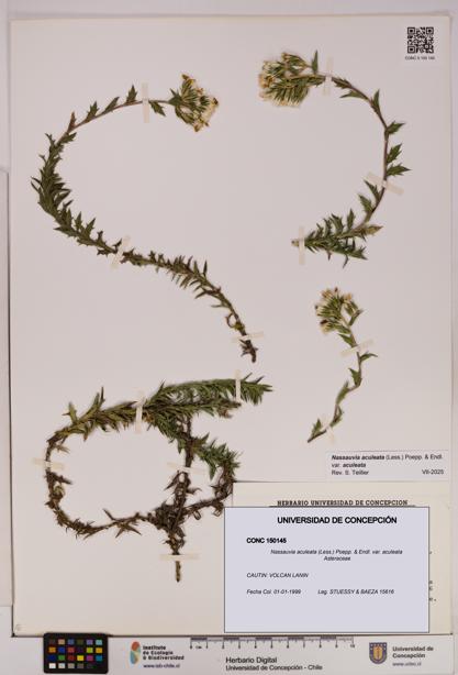 Nassauvia aculeata var. aculeata [Espécimen: UDEC:CONC:0150145]