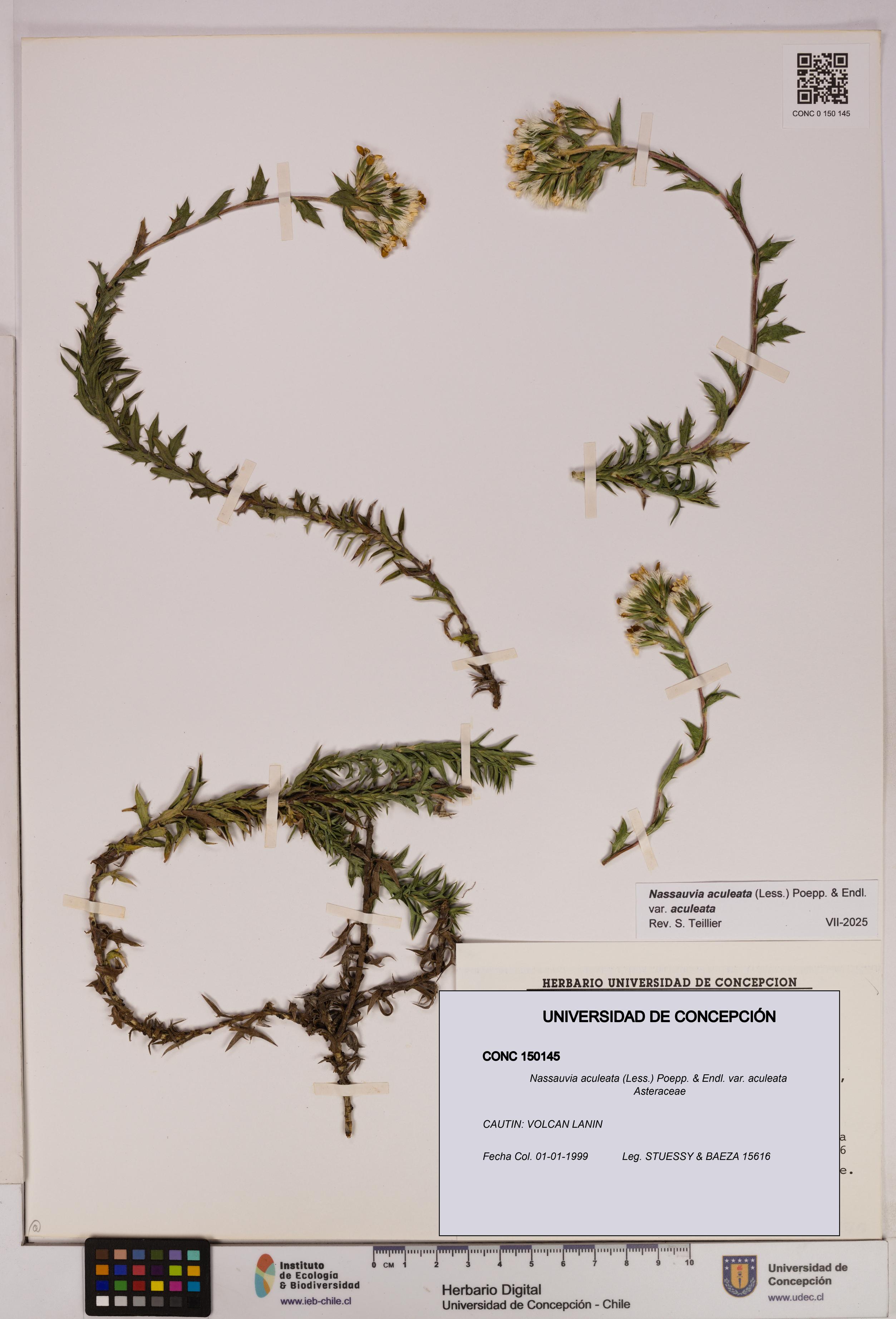 Nassauvia aculeata var. aculeata [Espécimen: UDEC:CONC:0150145]