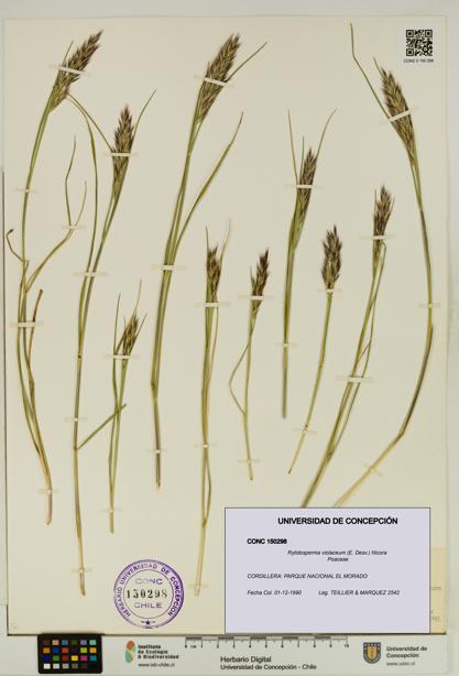 Rytidosperma violaceum [Espécimen: UDEC:CONC:0150298]