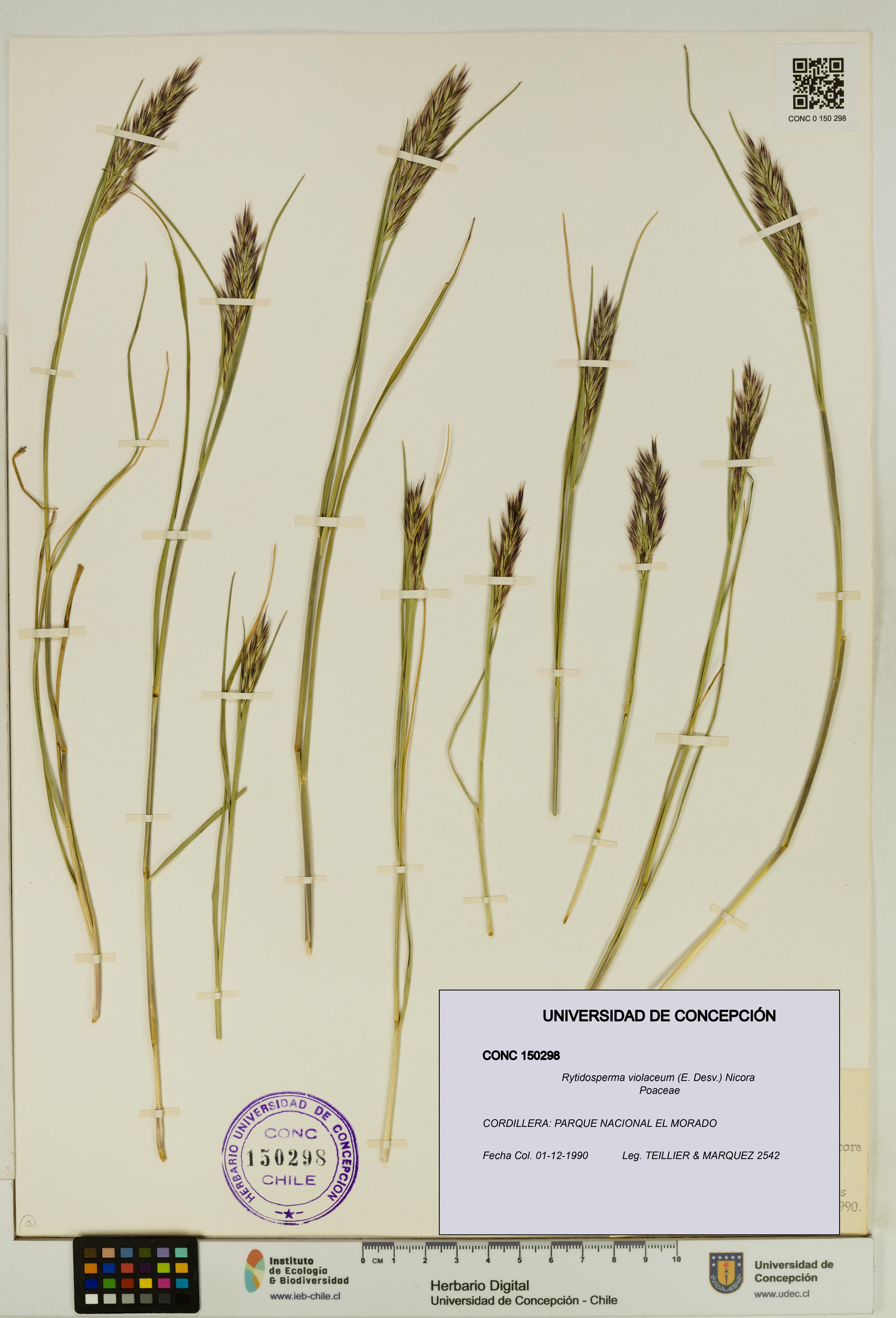Rytidosperma violaceum [Espécimen: UDEC:CONC:0150298]